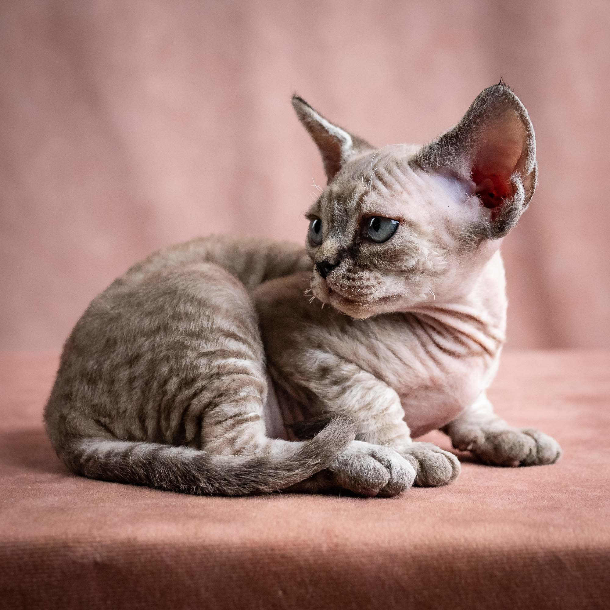 Viking, boy, born on 08.27.2026. Devon Rex Pixie Cattery