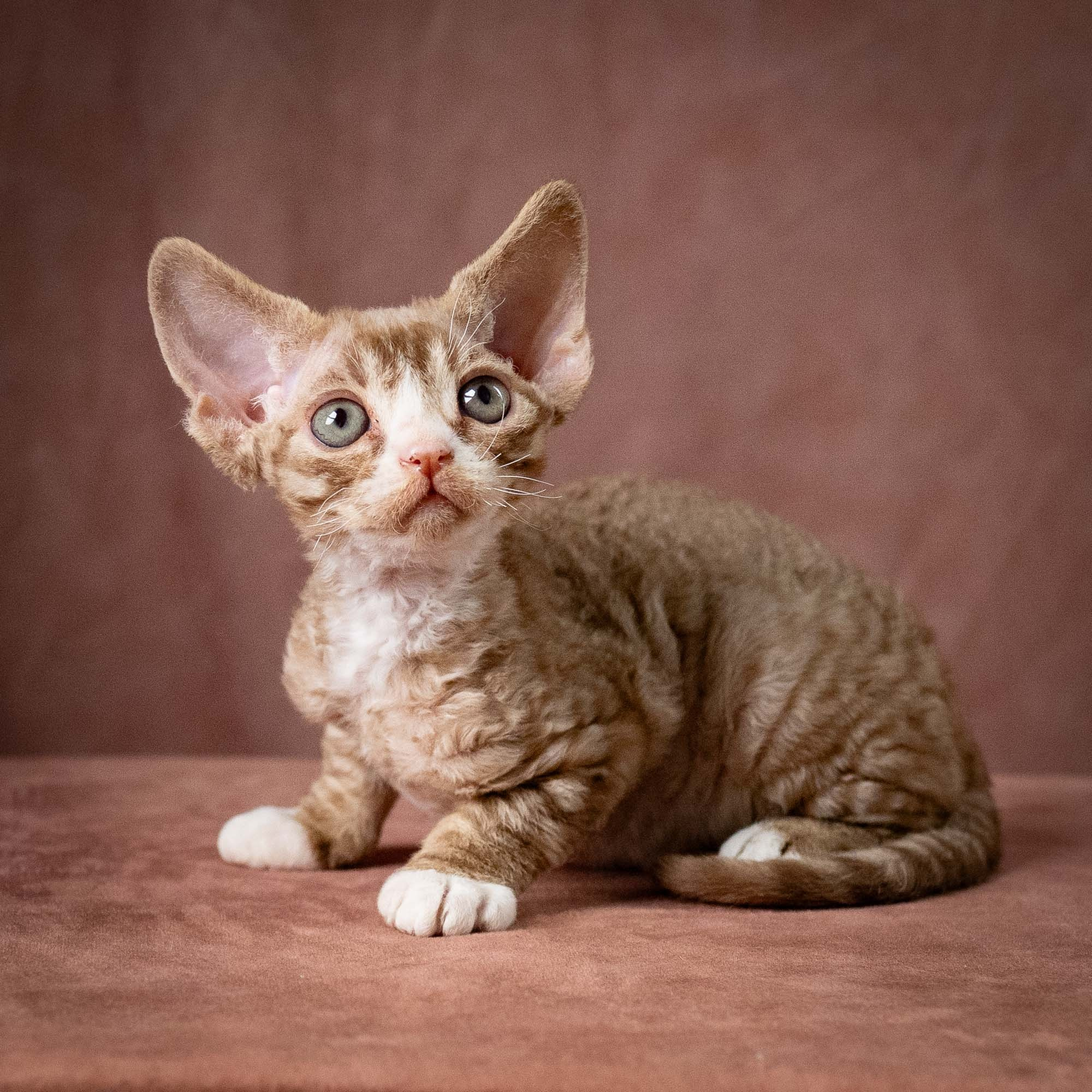 Ulysses, boy, born 07.19.2026. Devon Rex Pixie Cattery