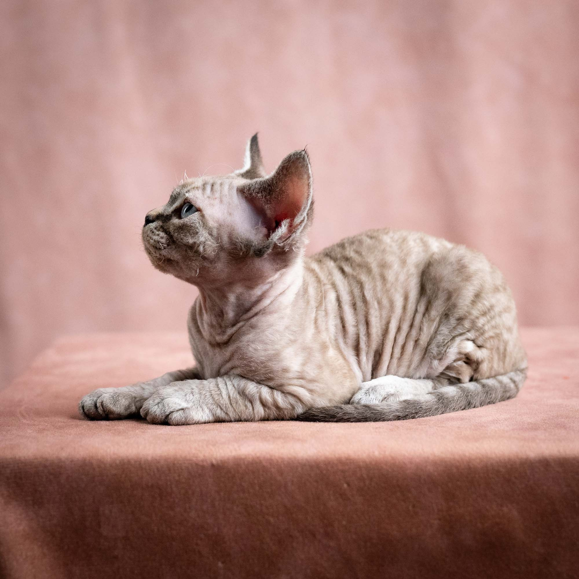 Viking, boy, born on 08.27.2026. Devon Rex Pixie Cattery