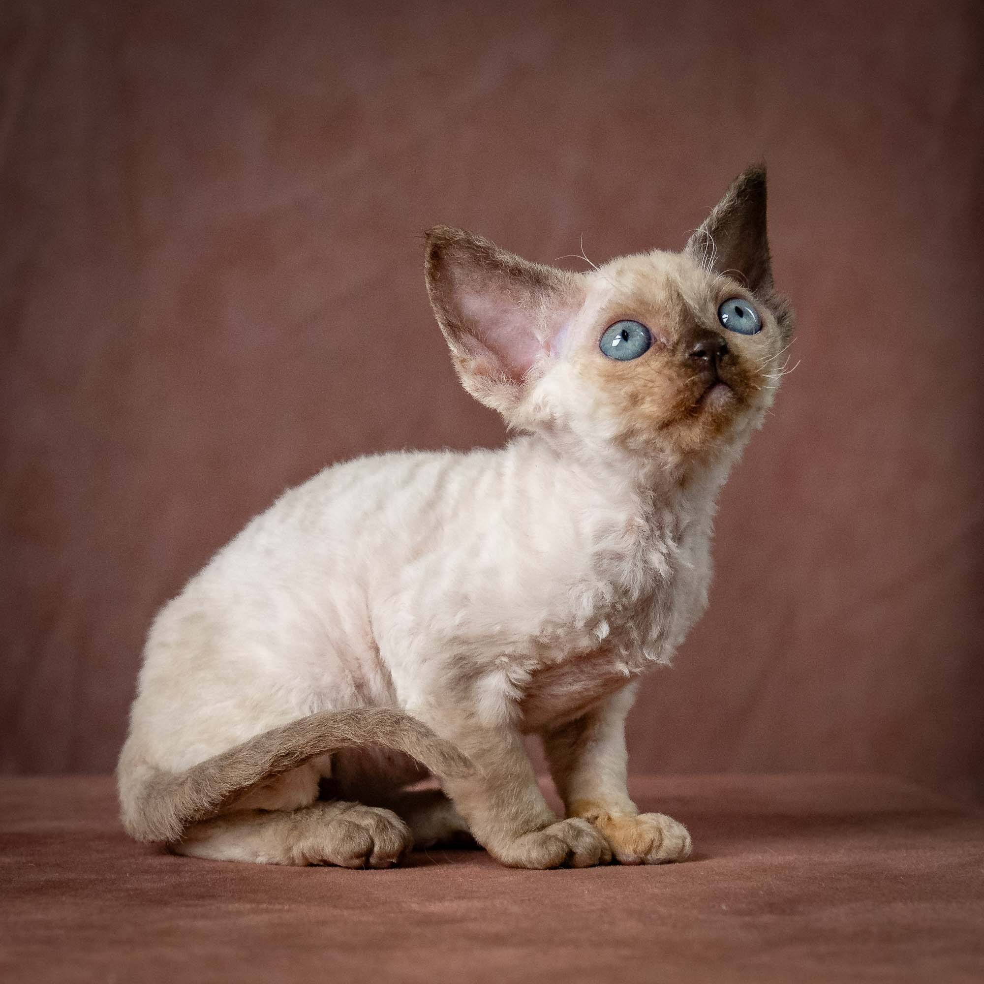 Tessa, girl, born 07.15.2026. Devon Rex Pixie Cattery