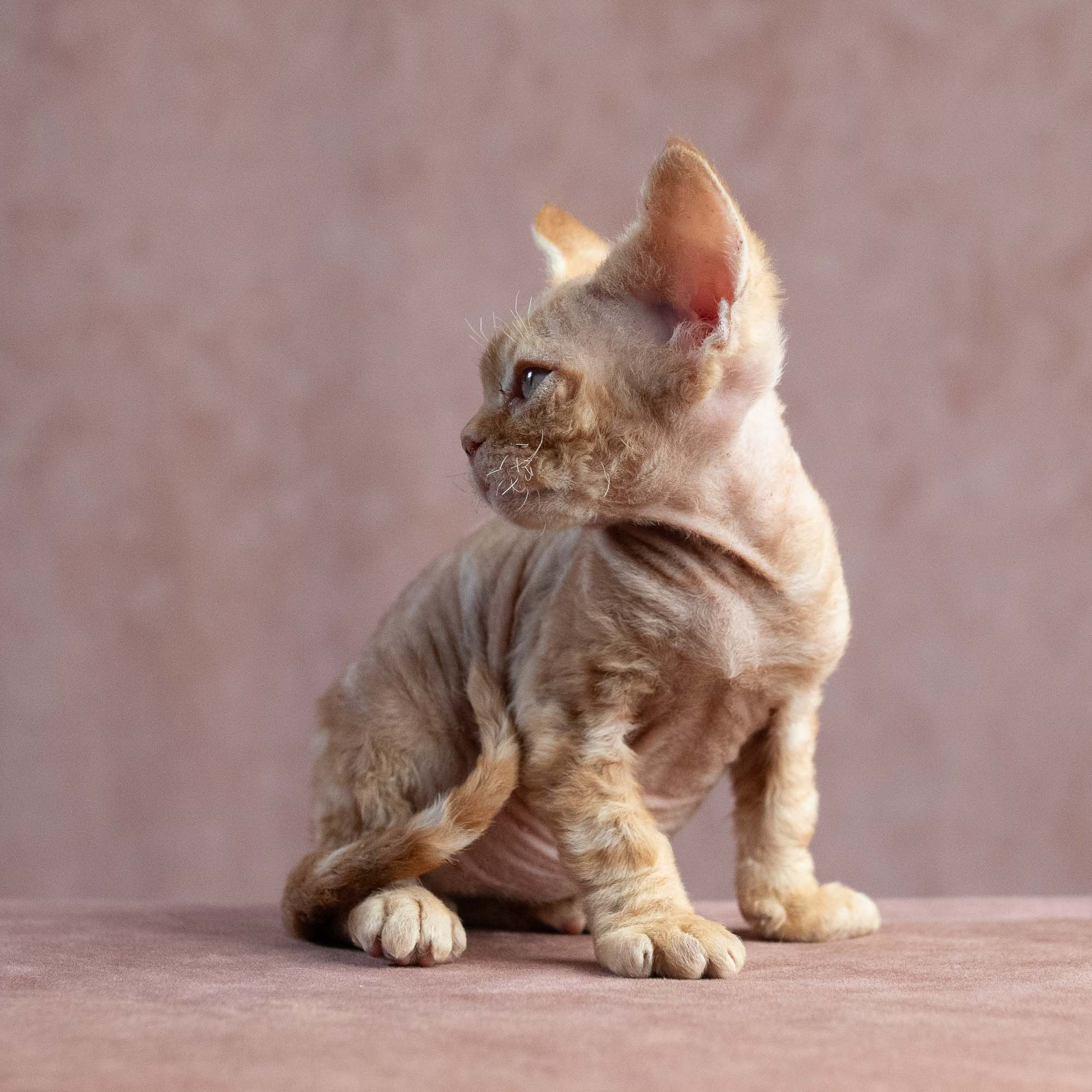 Xander, boy, born on 08.28.2026. Devon Rex Pixie Cattery