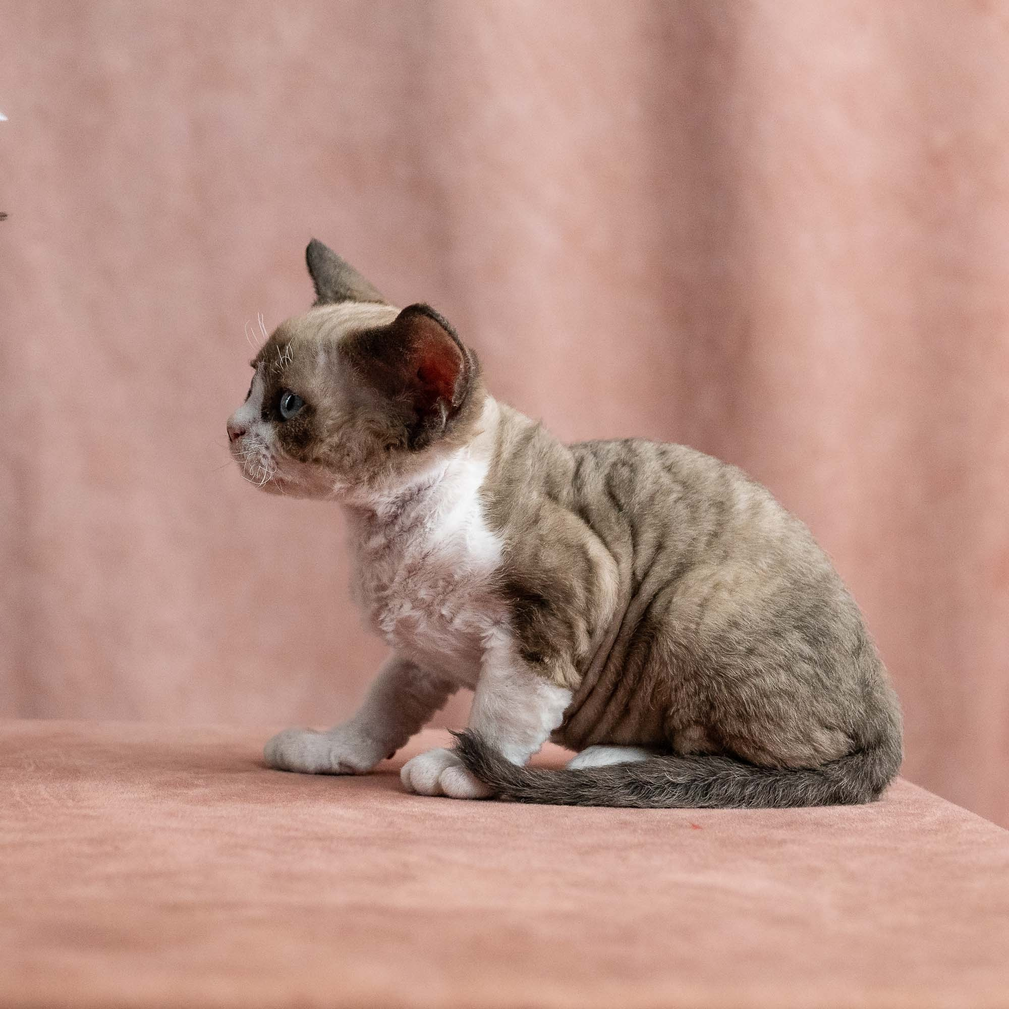 Vesper, boy, born on 08.27.2026. Devon Rex Pixie Cattery