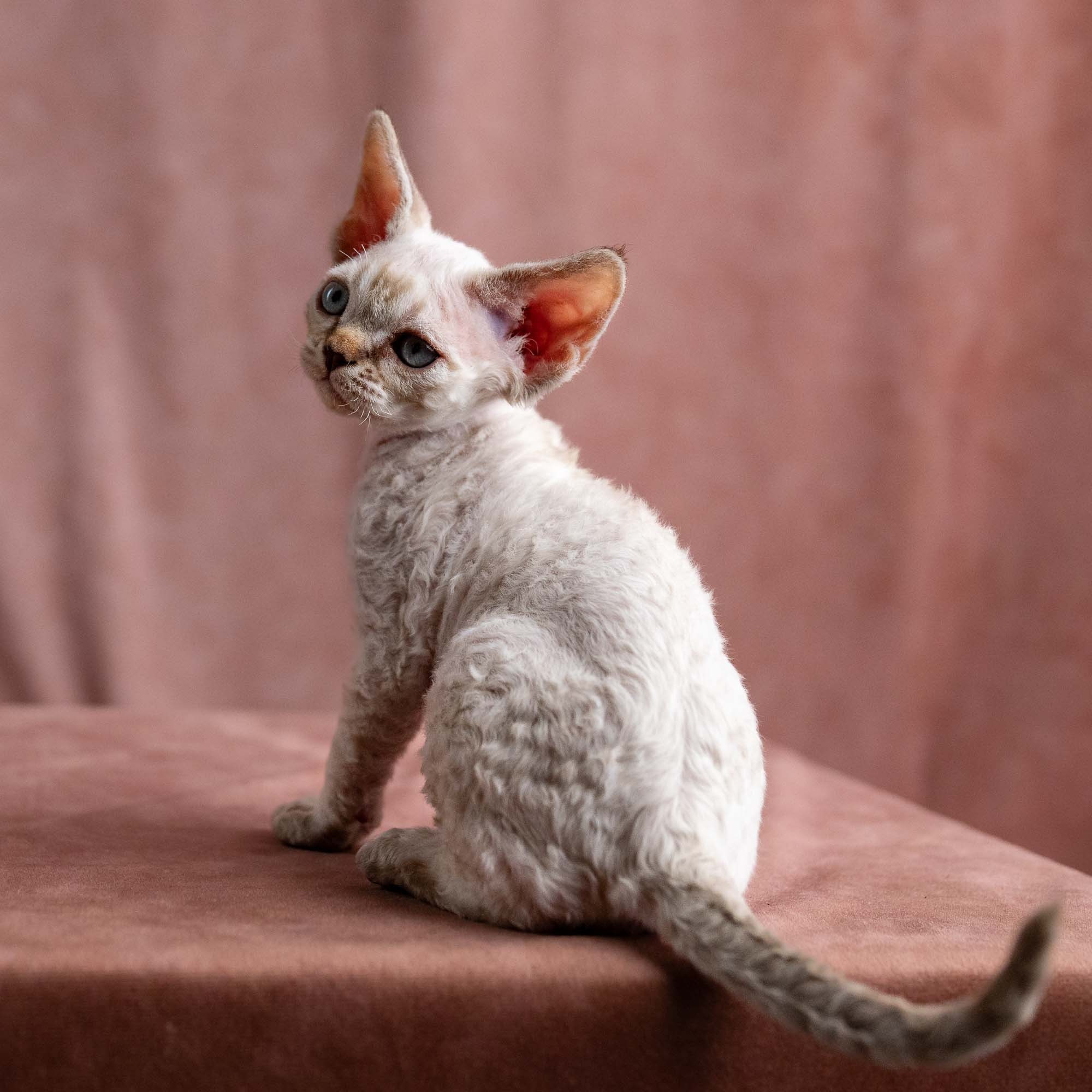 Viggo, boy, born on 08.27.2026. Devon Rex Pixie Cattery