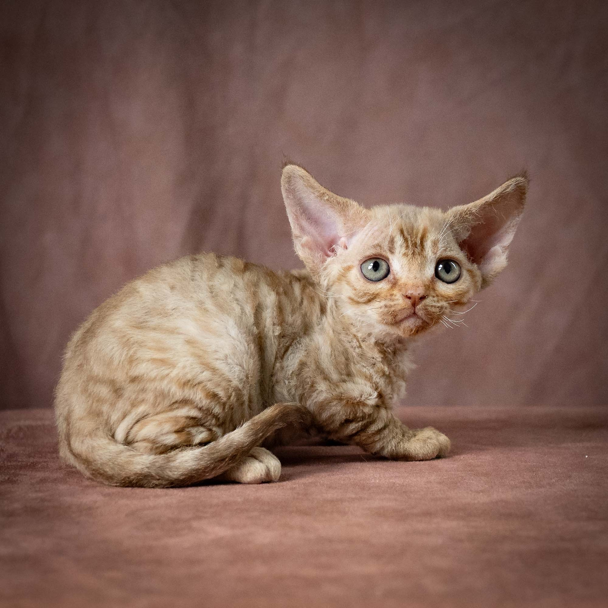 Umi, girl, born 07.19.2026. Devon Rex Pixie Cattery