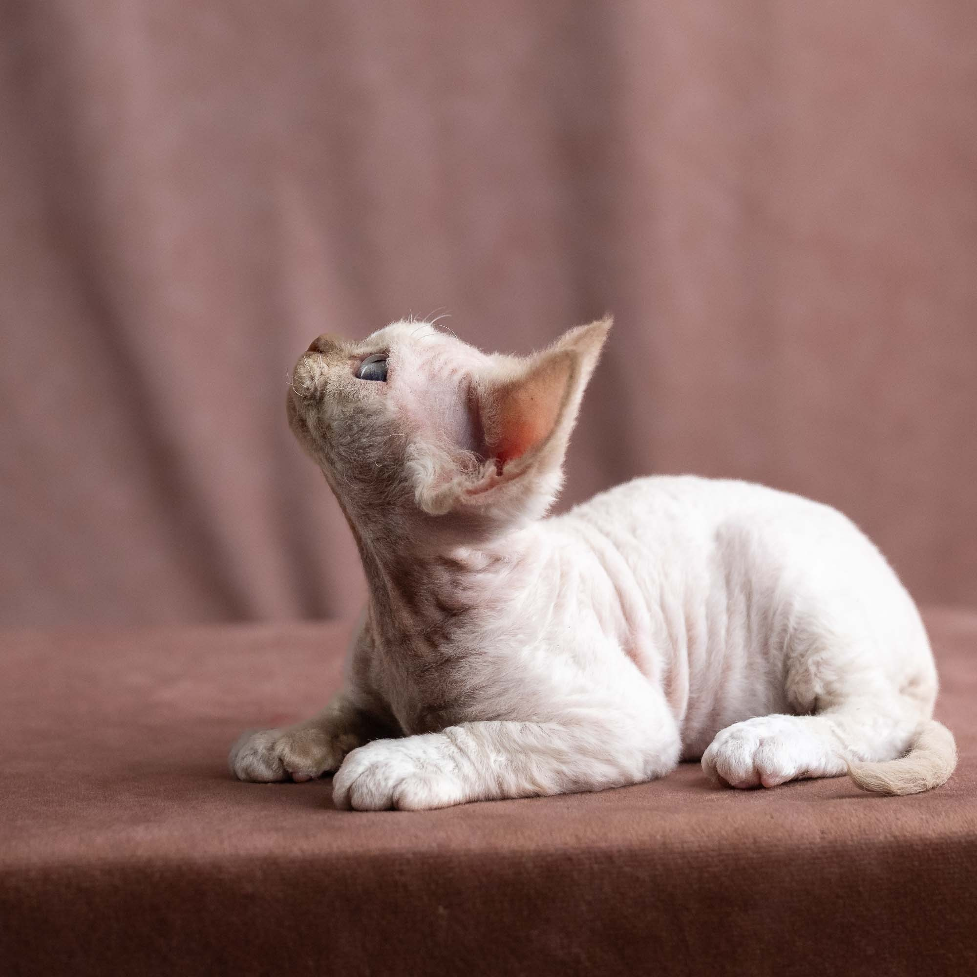 Vince, boy, born on 08.27.2026. Devon Rex Pixie Cattery