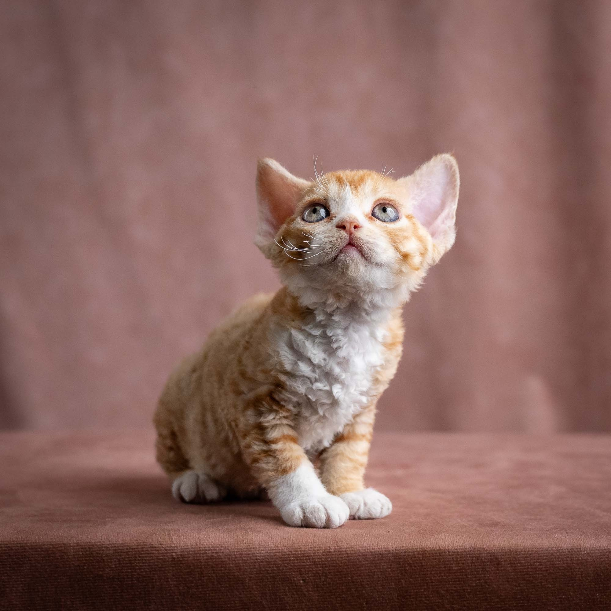 Winnie, girl, born on 08.28.2026. Devon Rex Pixie Cattery