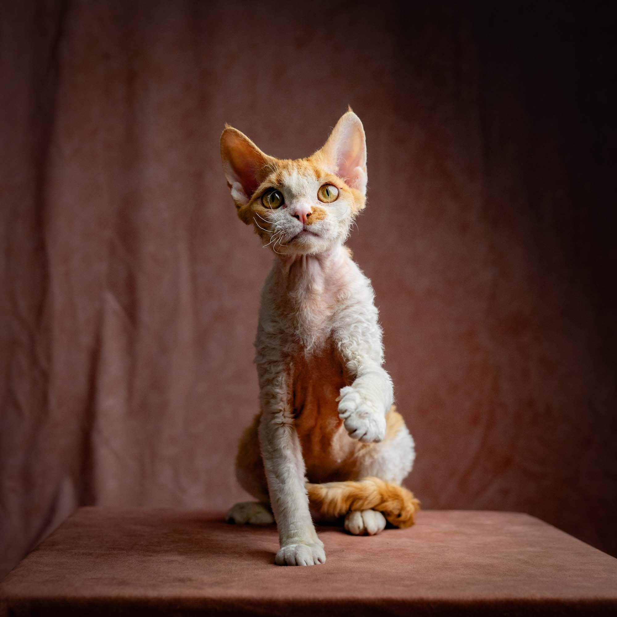 Nika. Devon Rex Pixie Cattery