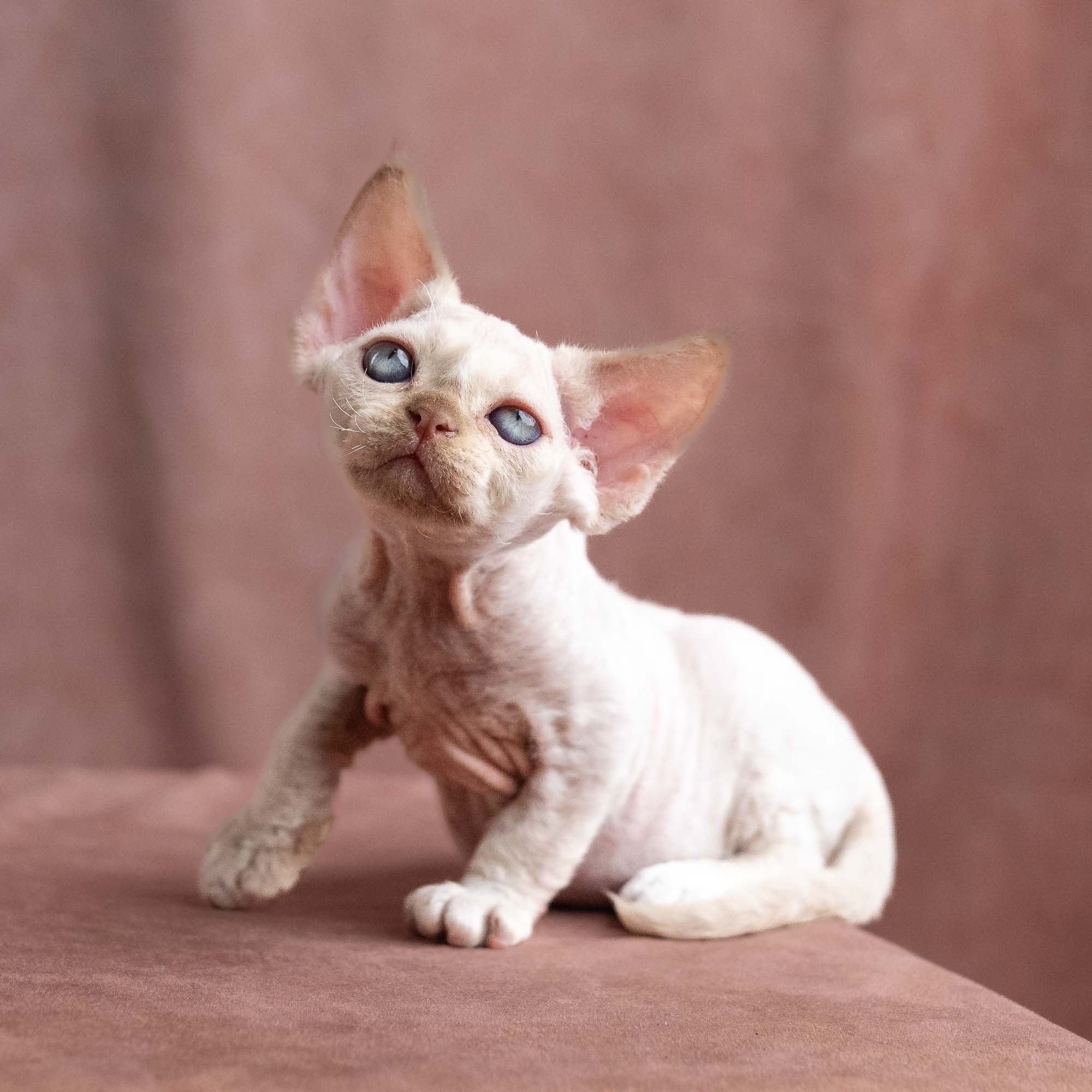 Vince, boy, born on 08.27.2026. Devon Rex Pixie Cattery