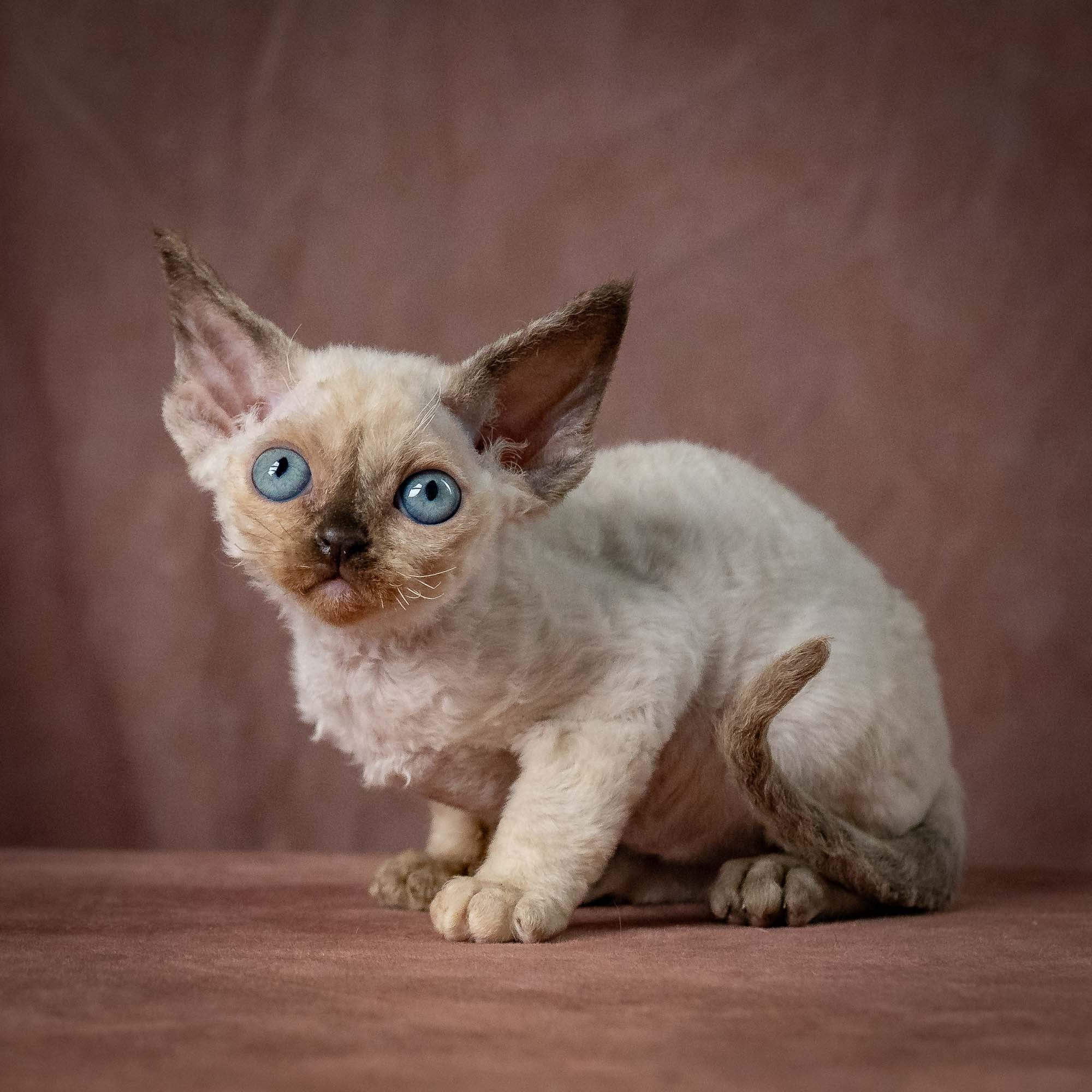 Tessa, girl, born 07.15.2026. Devon Rex Pixie Cattery