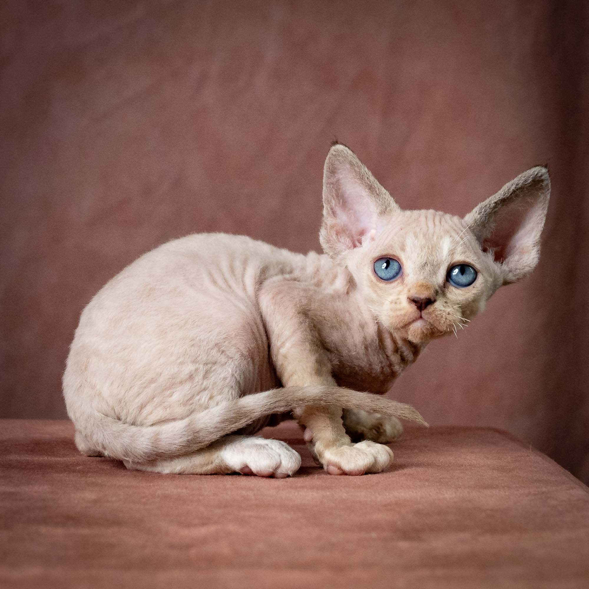 Tyson, boy, born 07.15.2026. Devon Rex Pixie Cattery
