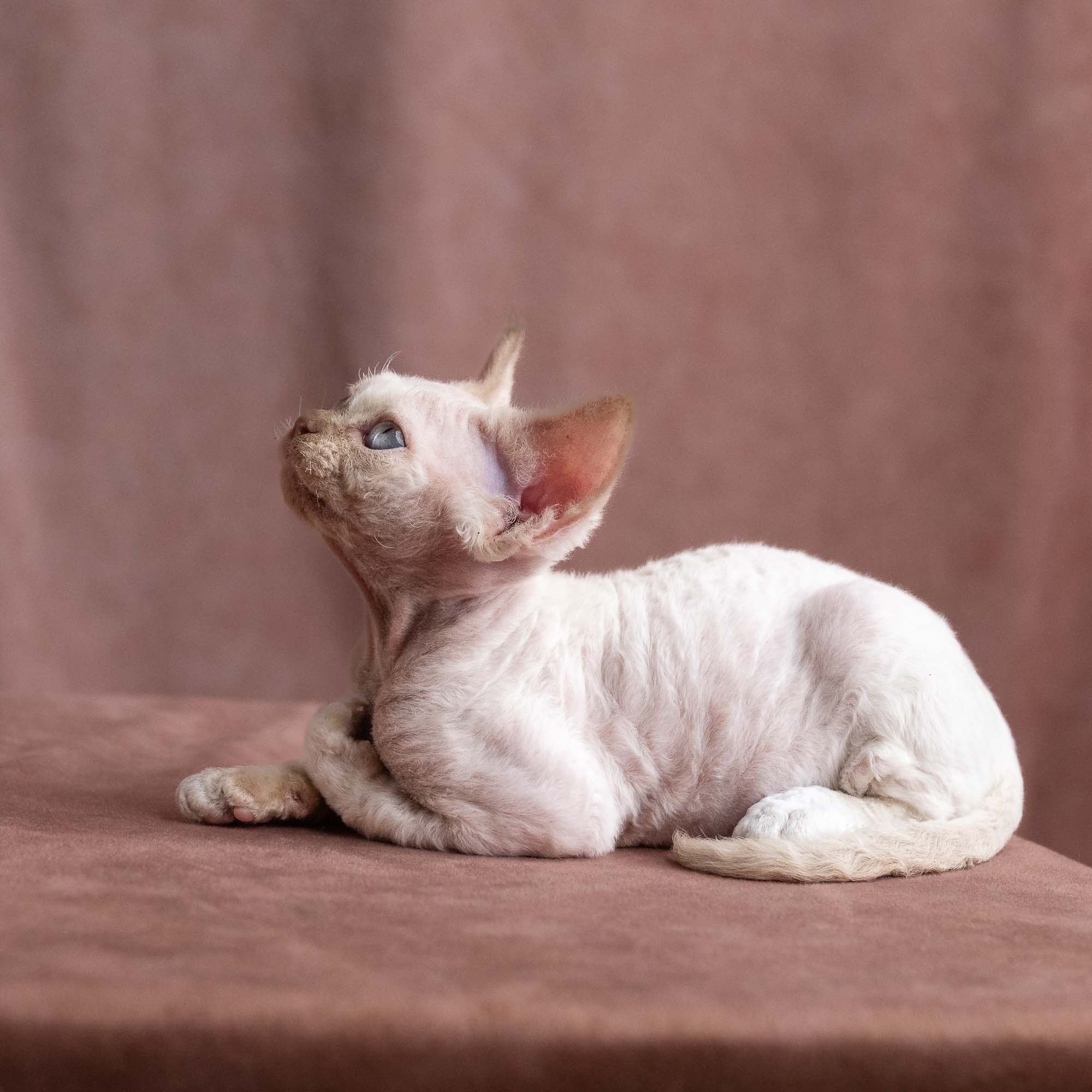 Vince, boy, born on 08.27.2026. Devon Rex Pixie Cattery