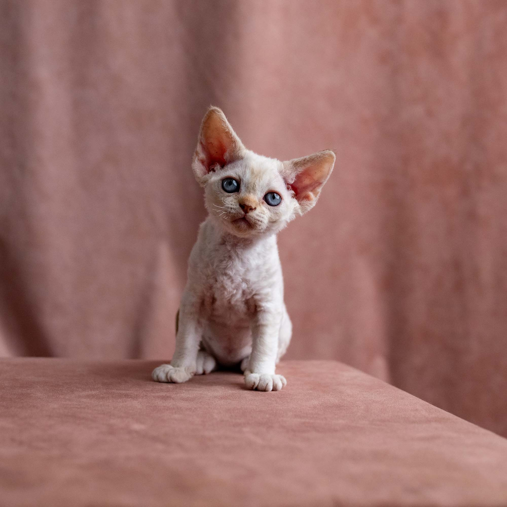 Vivi, girl, born on 08.27.2026. Devon Rex Pixie Cattery