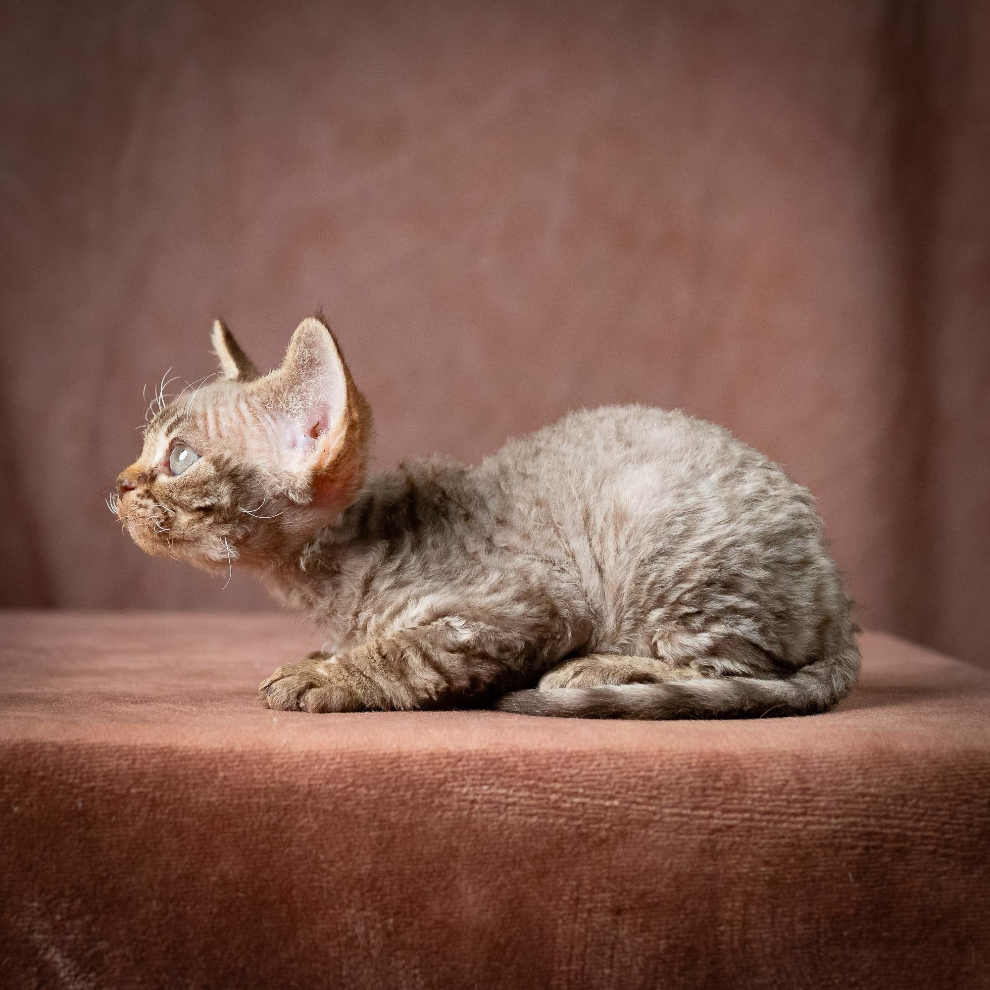 Uri, boy, born 07.19.2026. Devon Rex Pixie Cattery