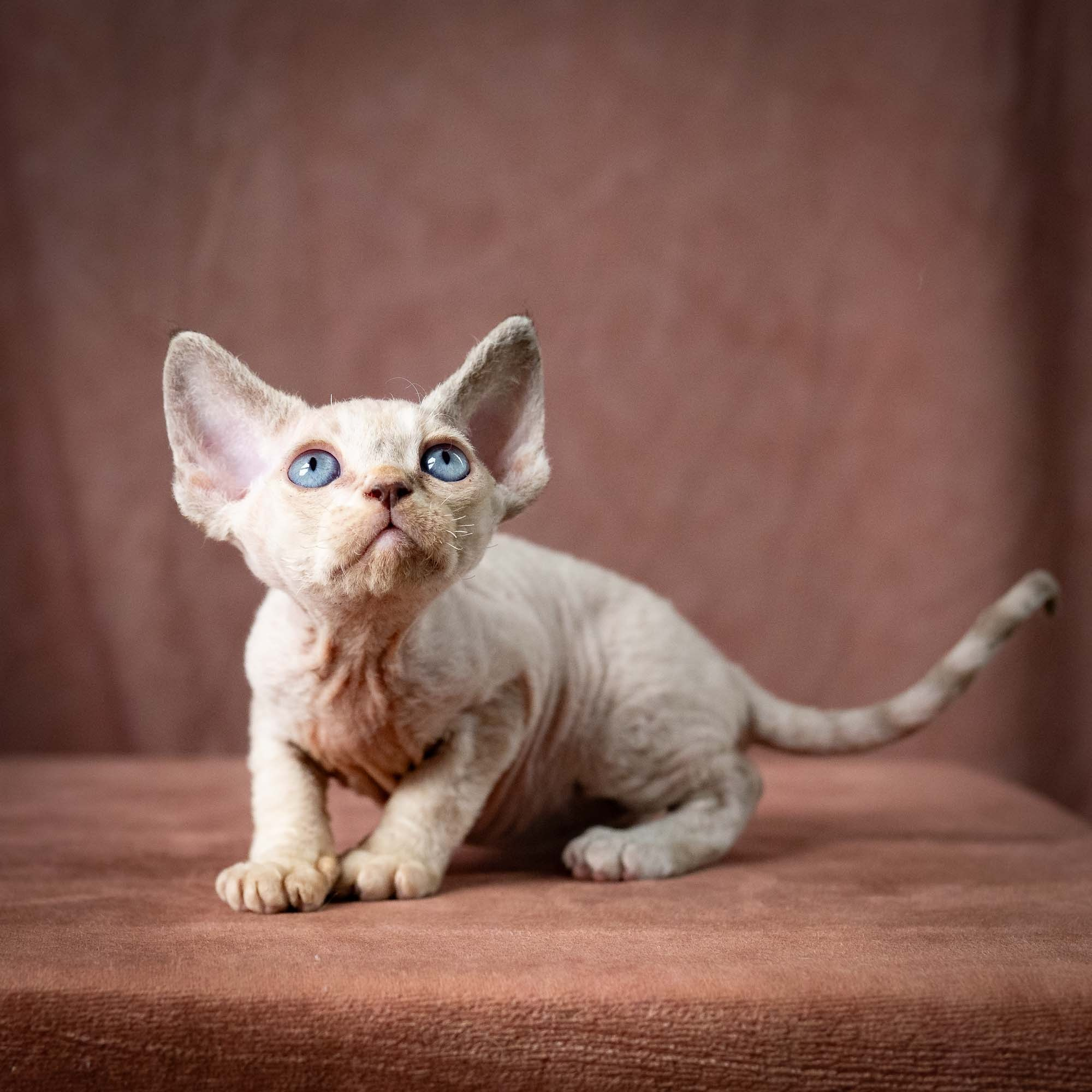 Tyson, boy, born 07.15.2026. Devon Rex Pixie Cattery