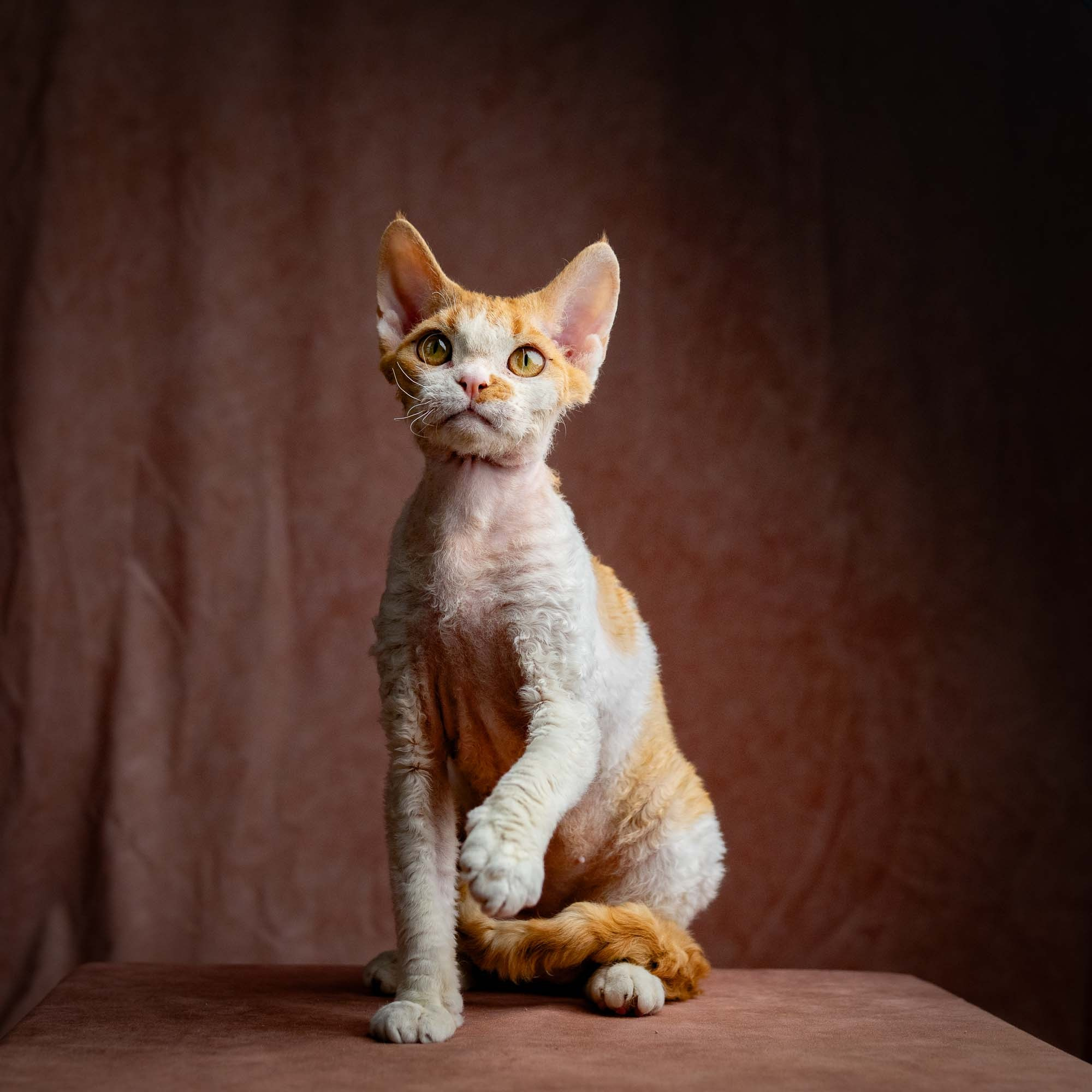 Nika. Devon Rex Pixie Cattery
