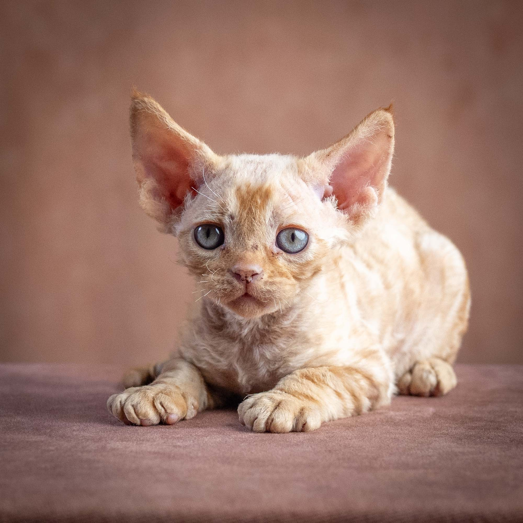Xan, boy, born on 08.28.2026. Devon Rex Pixie Cattery