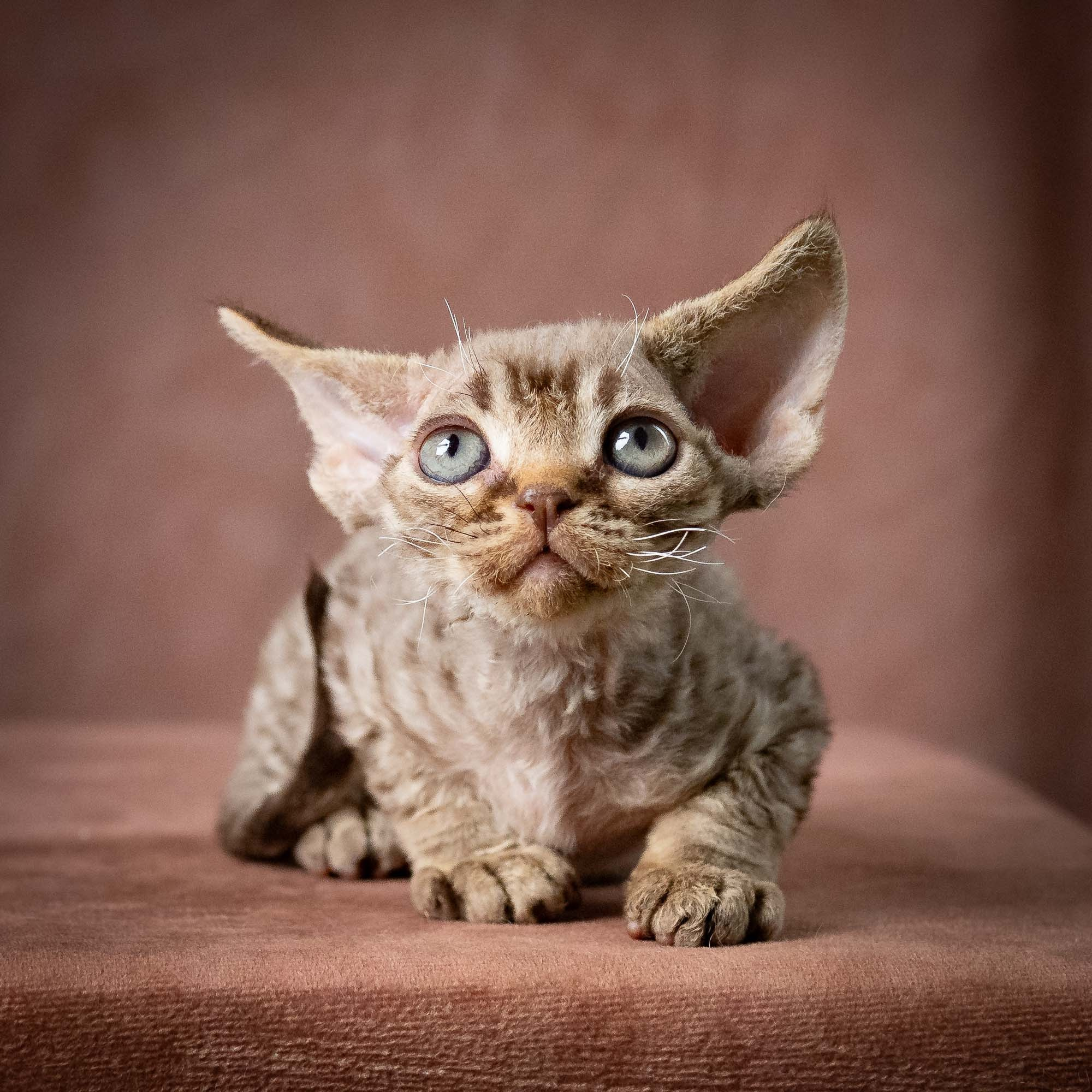 Uri, boy, born 07.19.2026. Devon Rex Pixie Cattery