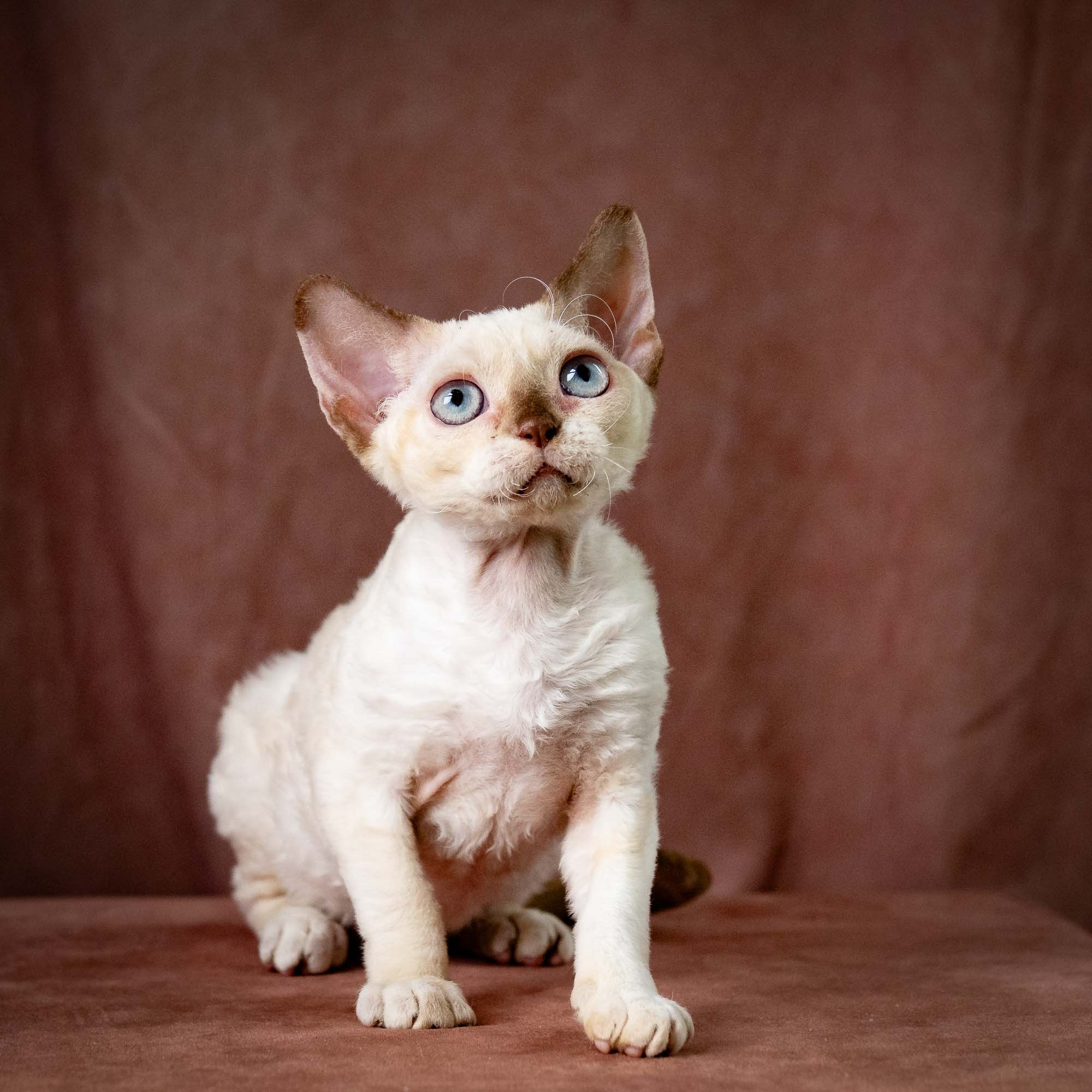 Rosalie,  girl, born 05.08.26. Devon Rex Pixie Cattery