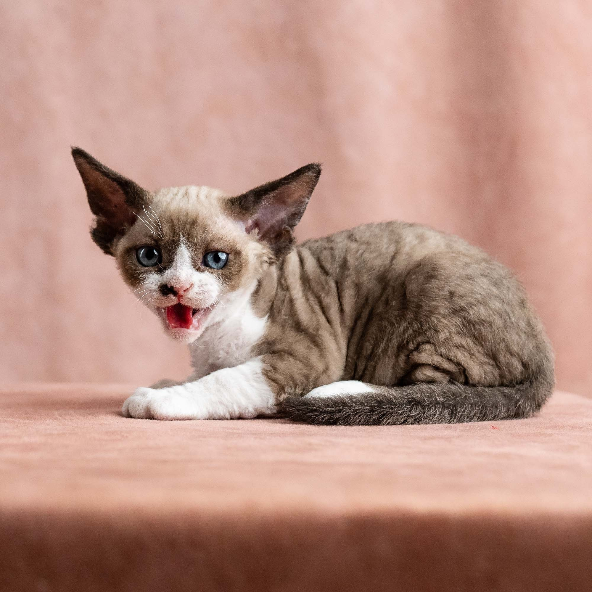 Vesper, boy, born on 08.27.2026. Devon Rex Pixie Cattery