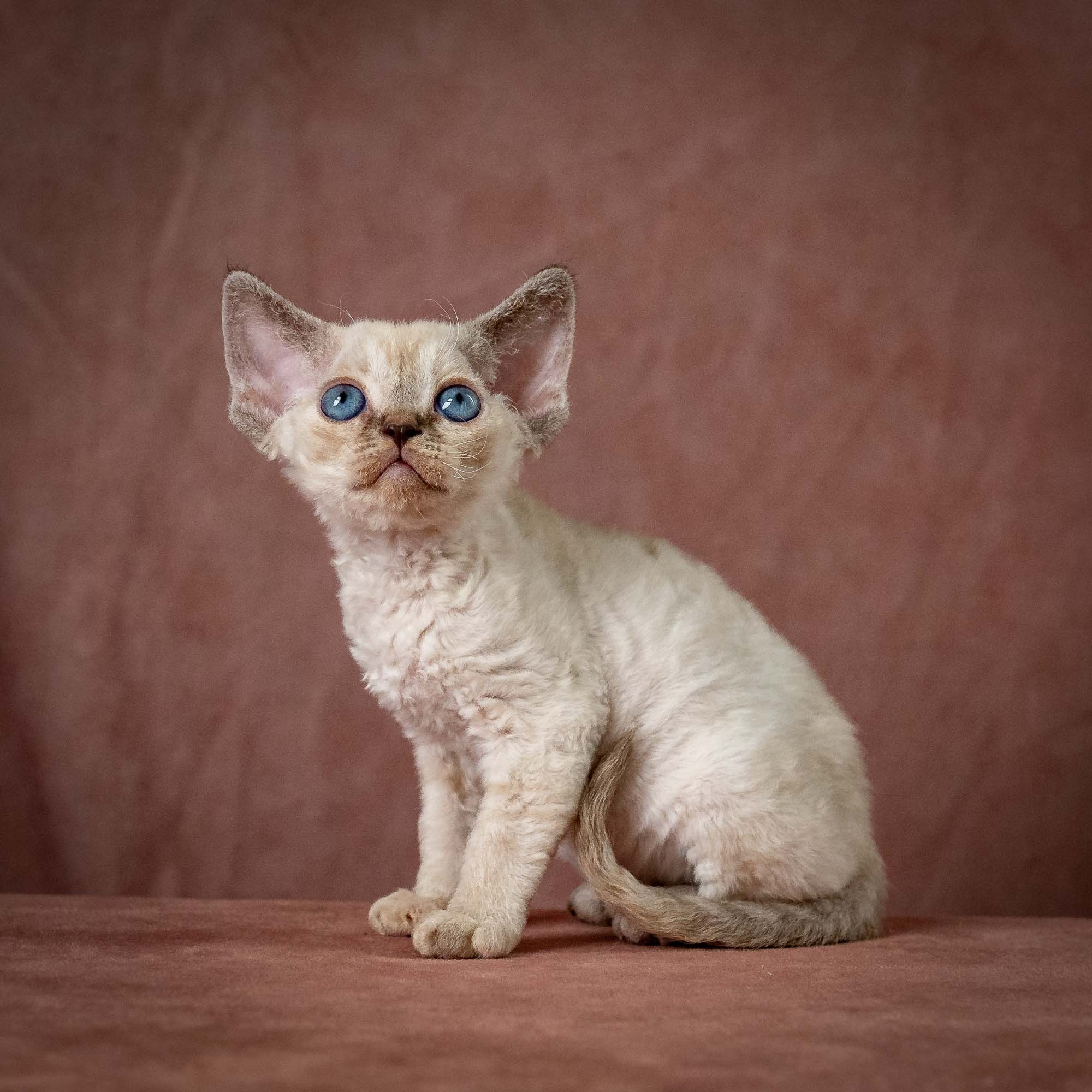 Tina, girl, born 07.15.2026. Devon Rex Pixie Cattery