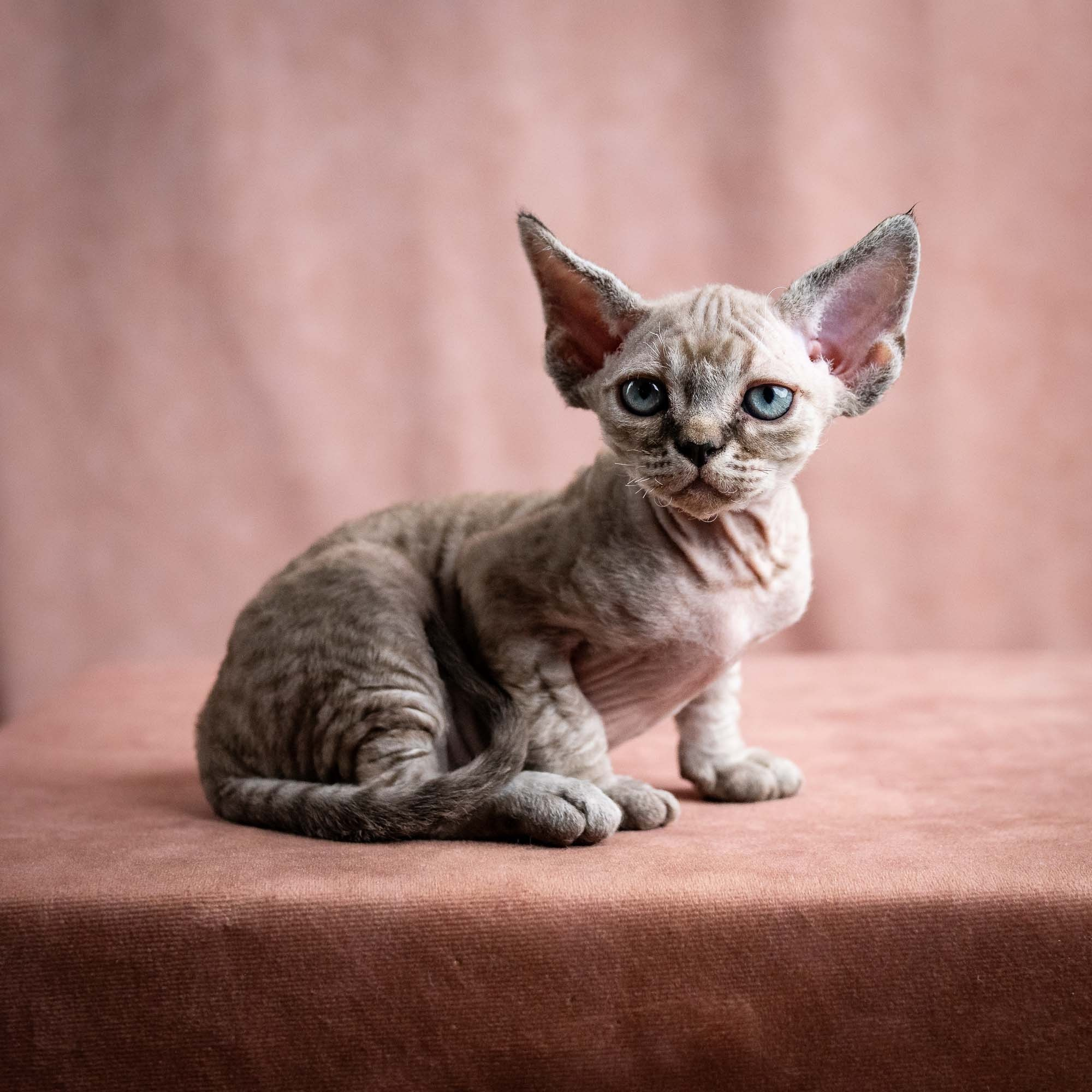 Viking, boy, born on 08.27.2026. Devon Rex Pixie Cattery