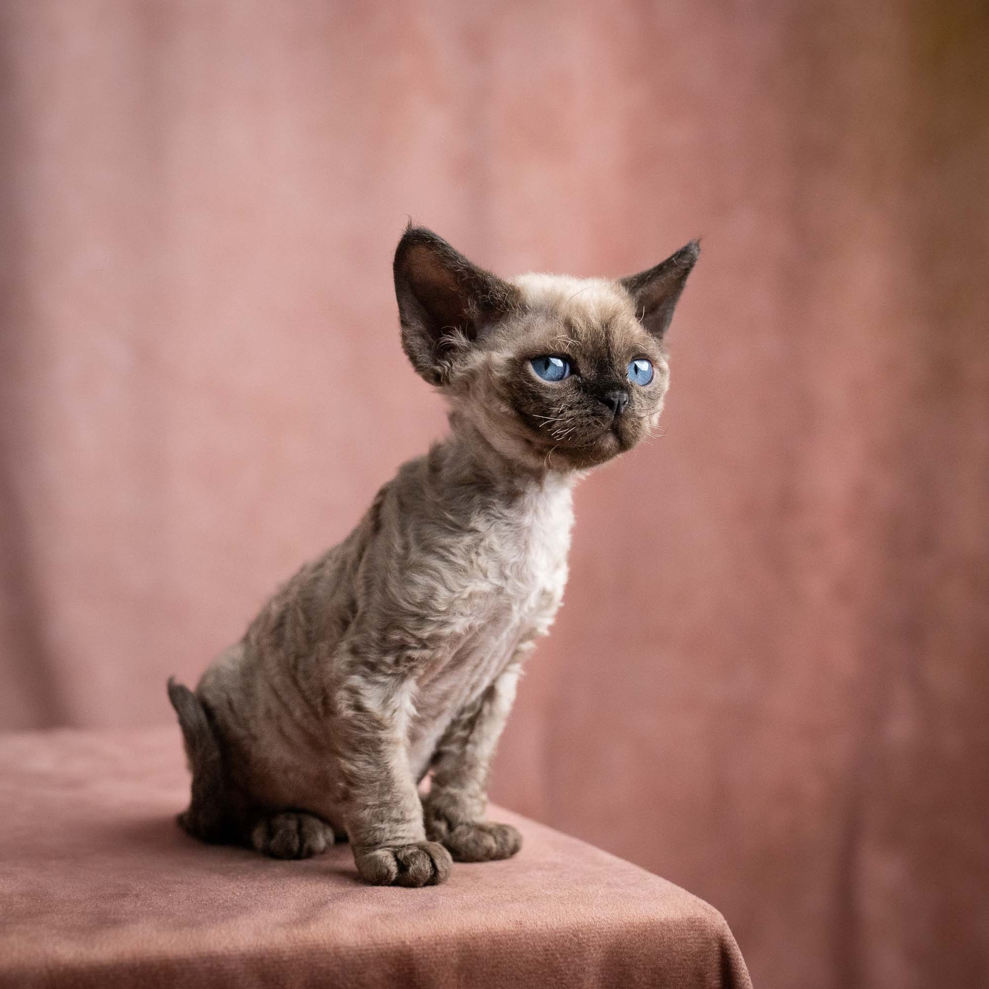 Vinci, boy, born on 08.27.2026. Devon Rex Pixie Cattery