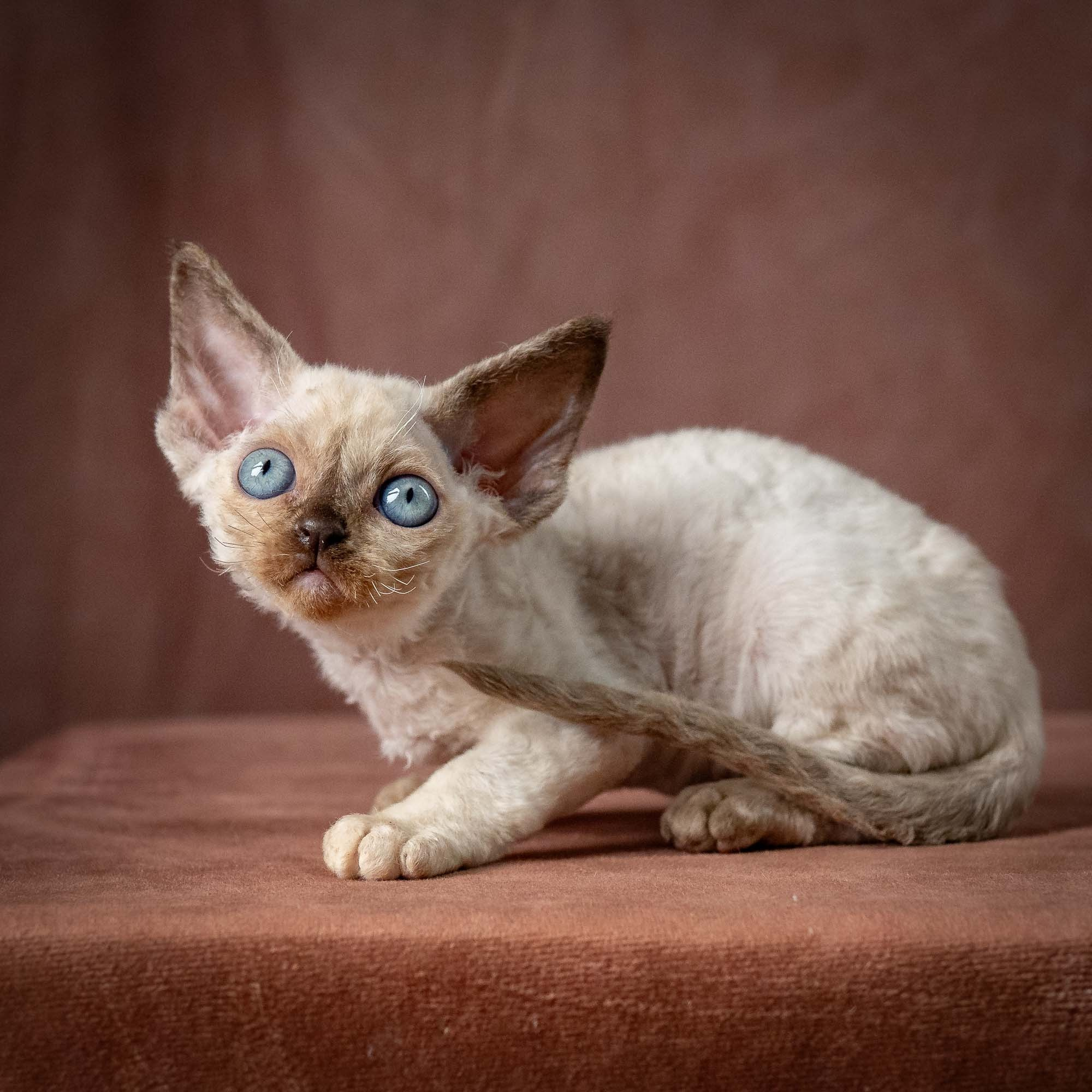 Tessa, girl, born 07.15.2026. Devon Rex Pixie Cattery