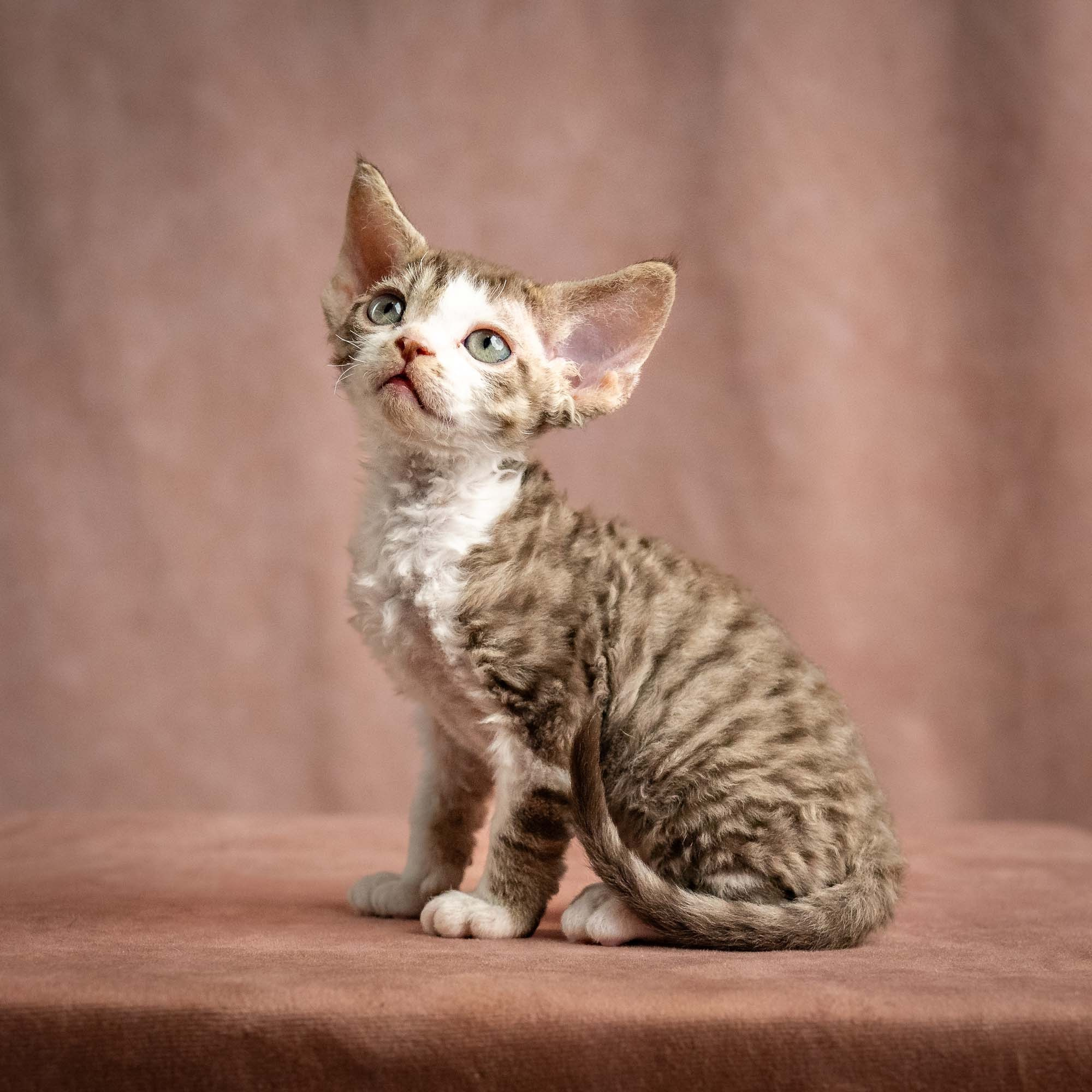 Watson, boy, born on 08.28.2026. Devon Rex Pixie Cattery