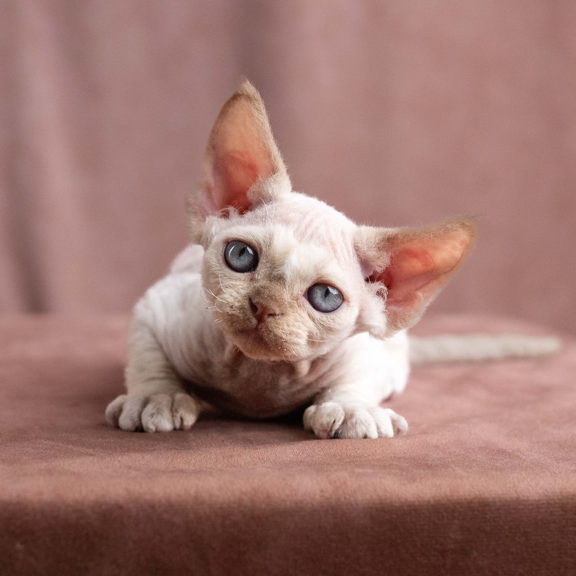 Vince, boy, born on 08.27.2026. Devon Rex Pixie Cattery