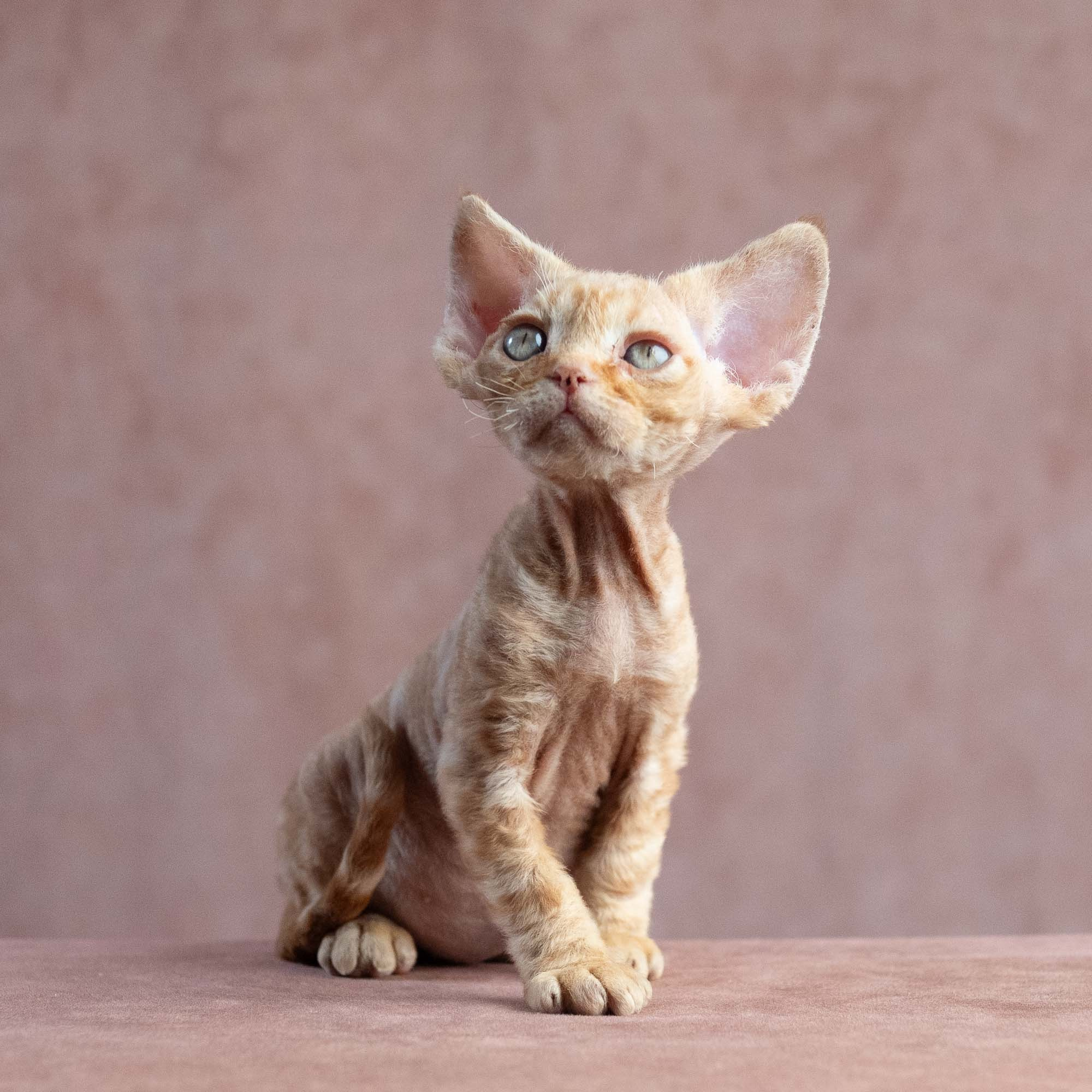 Xander, boy, born on 08.28.2026. Devon Rex Pixie Cattery