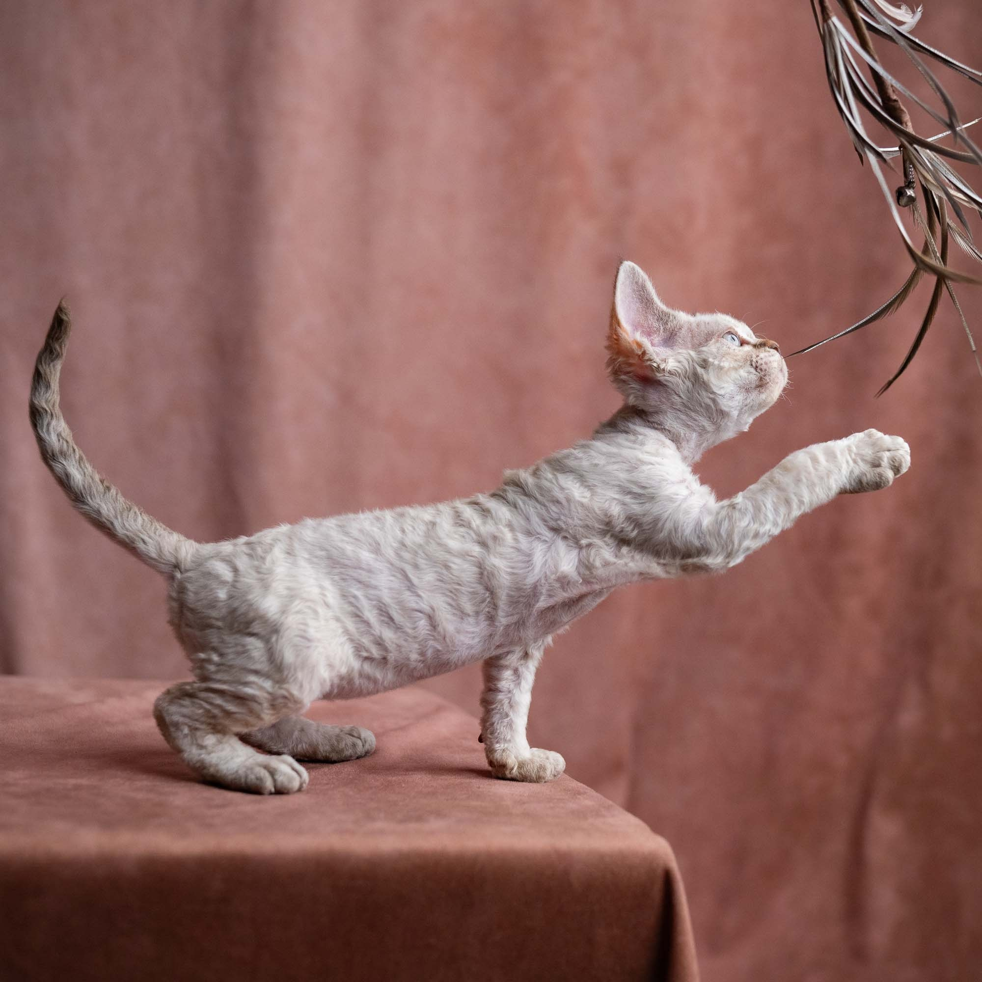 Viggo, boy, born on 08.27.2026. Devon Rex Pixie Cattery