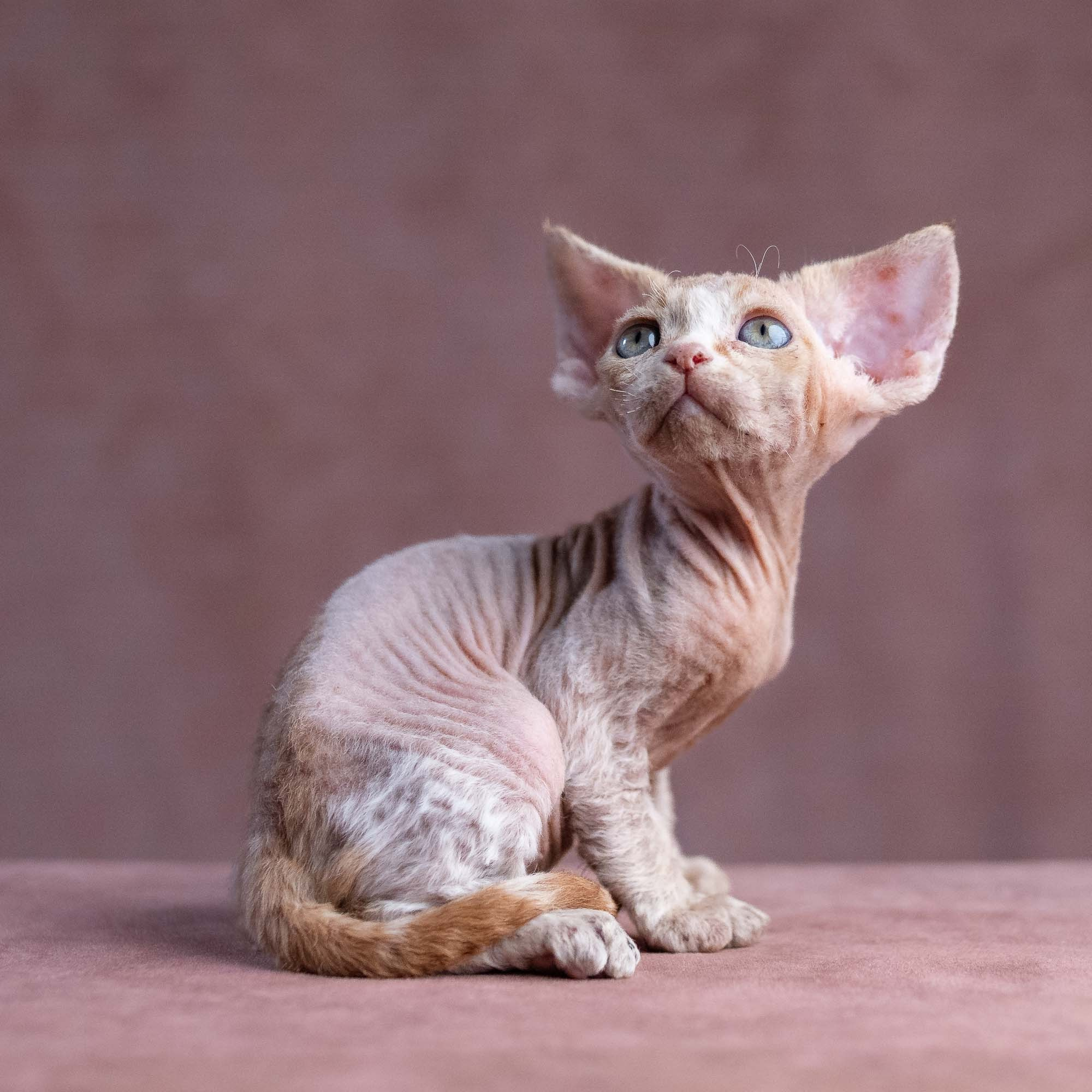 Xavi, boy, born on 08.28.2026. Devon Rex Pixie Cattery
