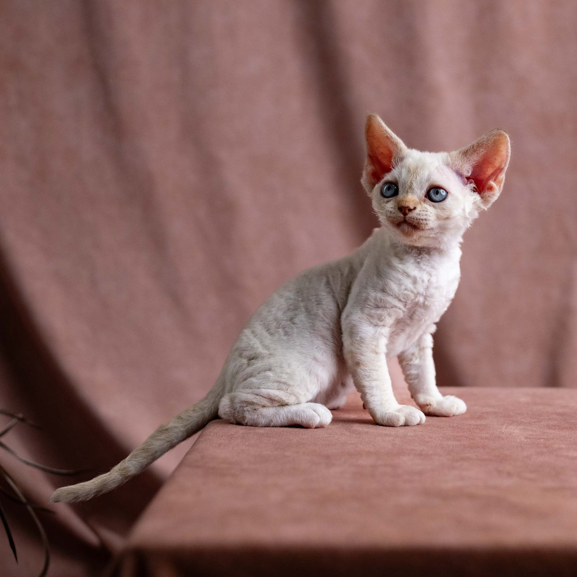 Vivi, girl, born on 08.27.2026. Devon Rex Pixie Cattery