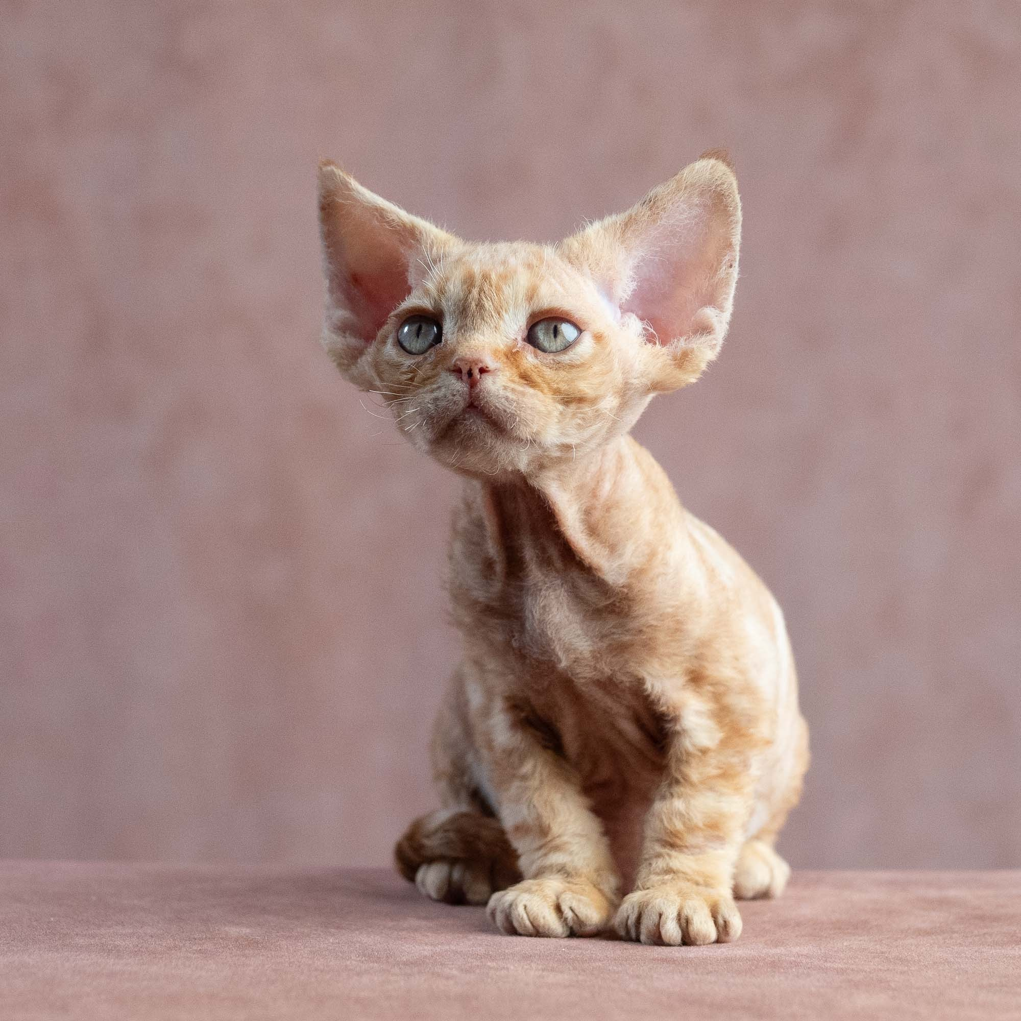 Xander, boy, born on 08.28.2026. Devon Rex Pixie Cattery