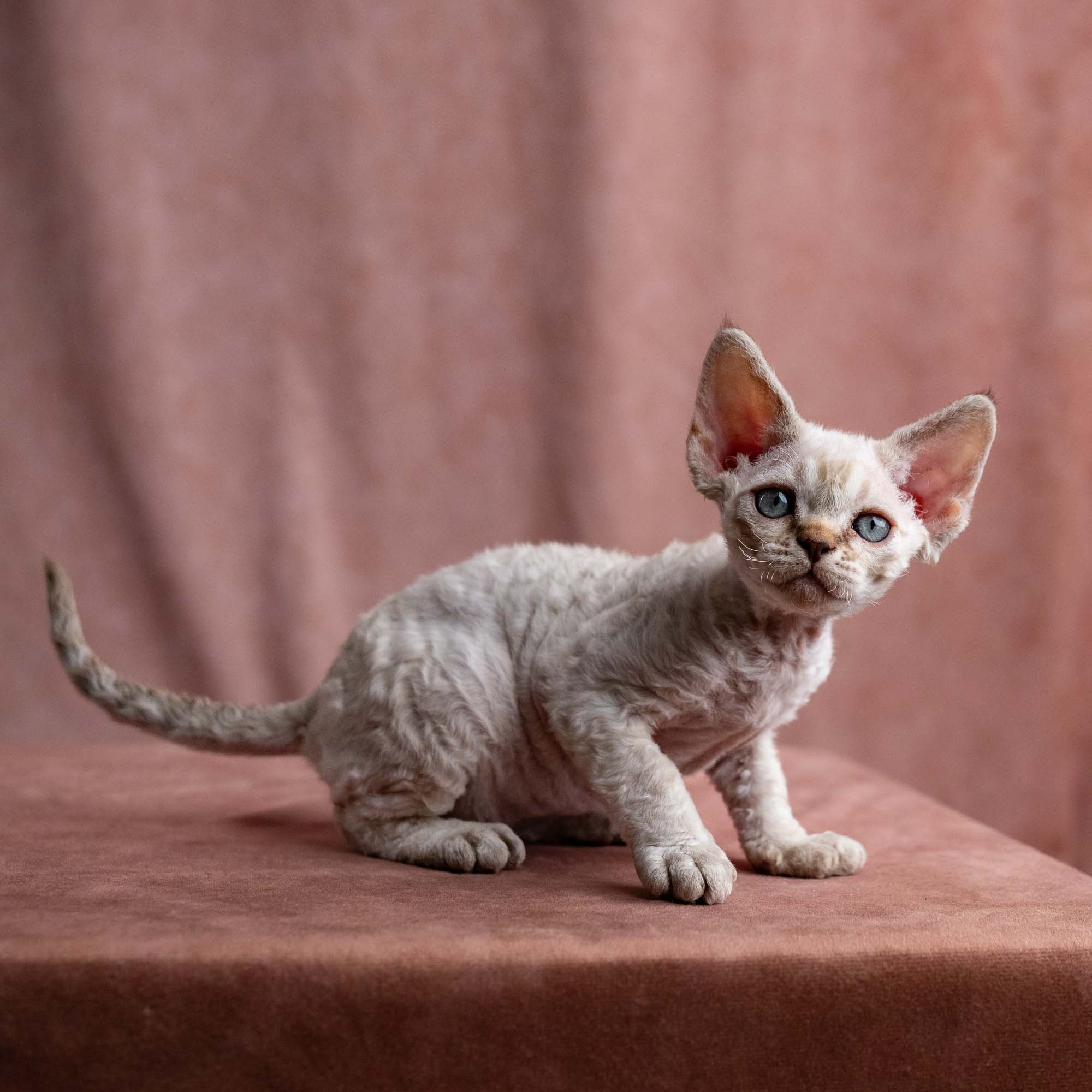 Viggo, boy, born on 08.27.2026. Devon Rex Pixie Cattery