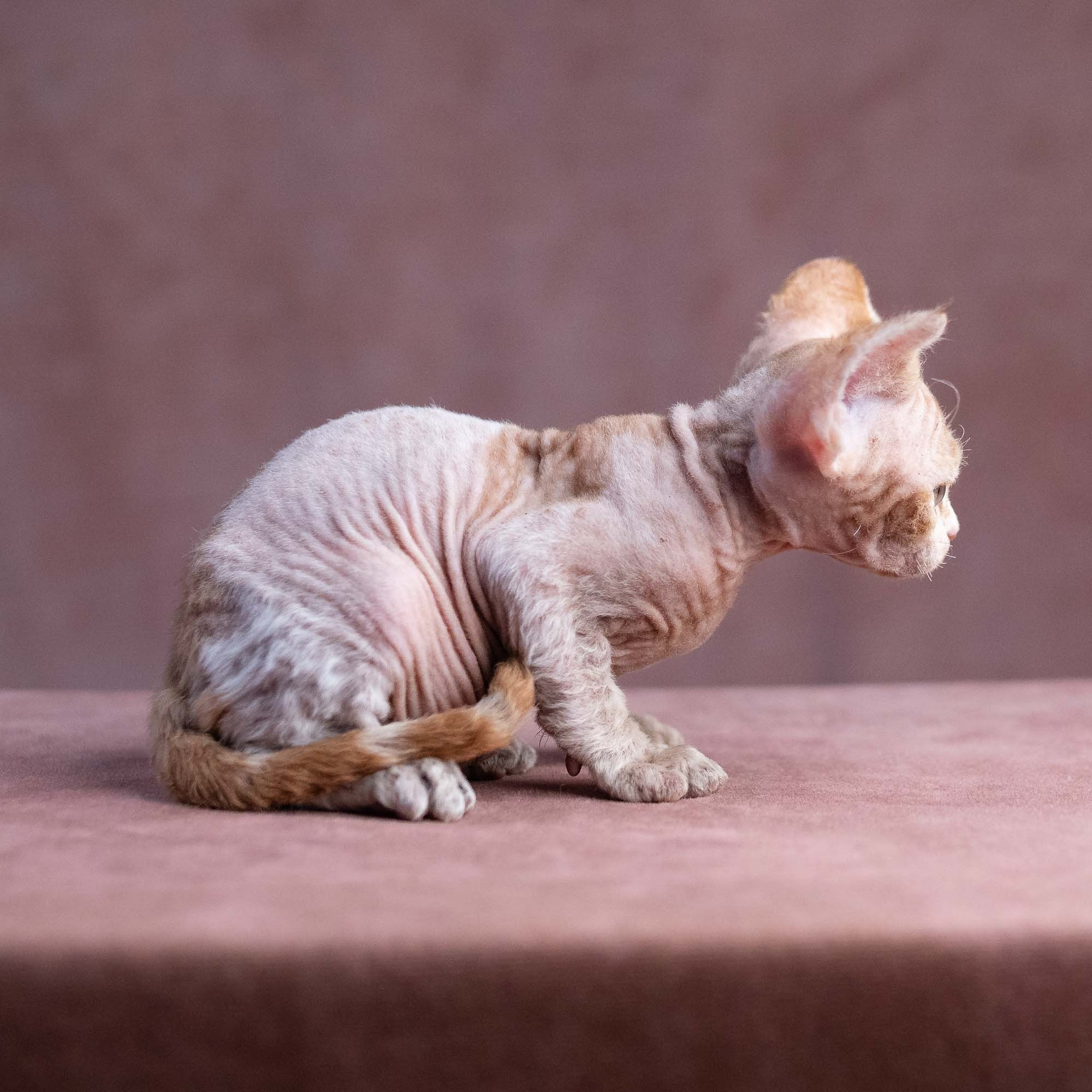 Xavi, boy, born on 08.28.2026. Devon Rex Pixie Cattery