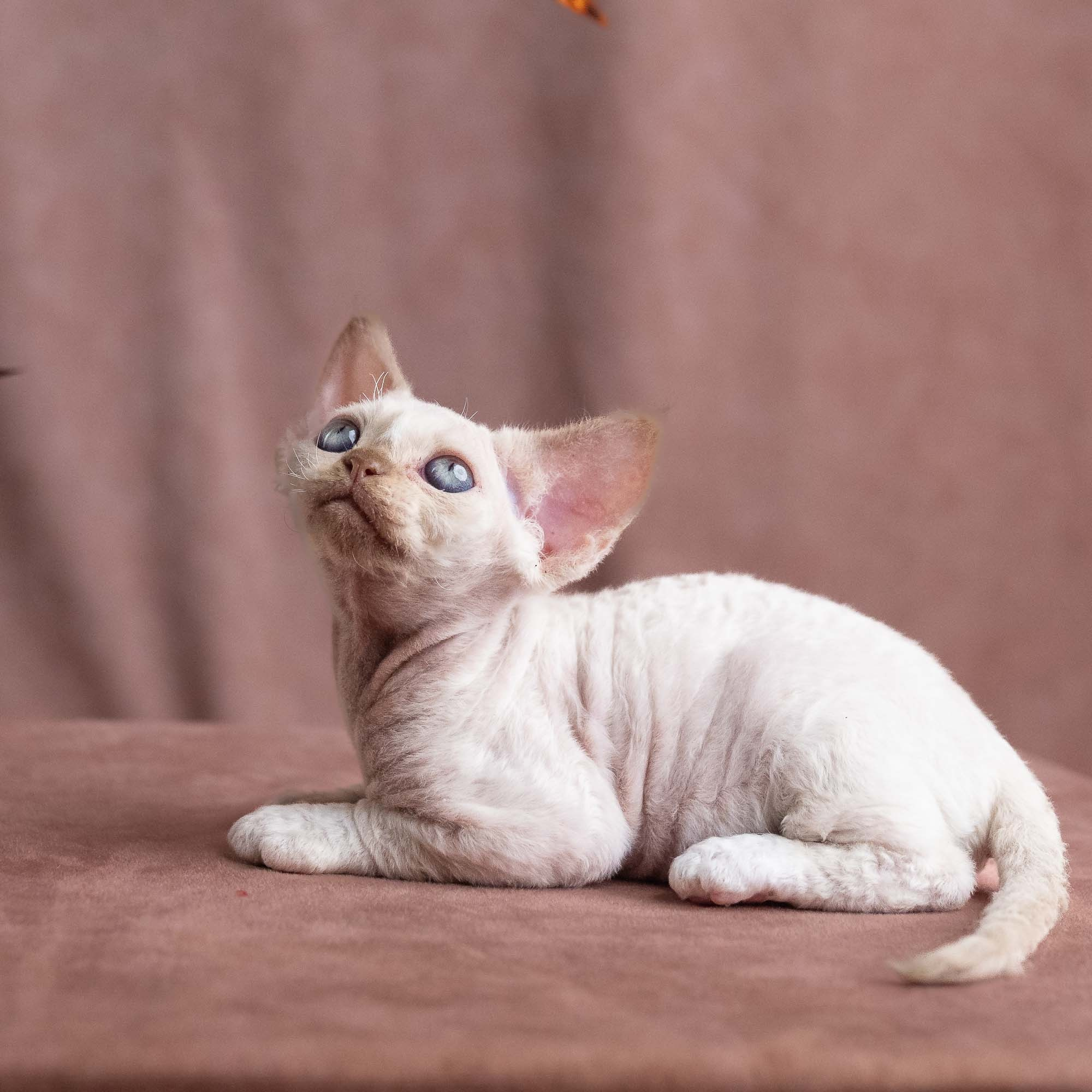 Vince, boy, born on 08.27.2026. Devon Rex Pixie Cattery