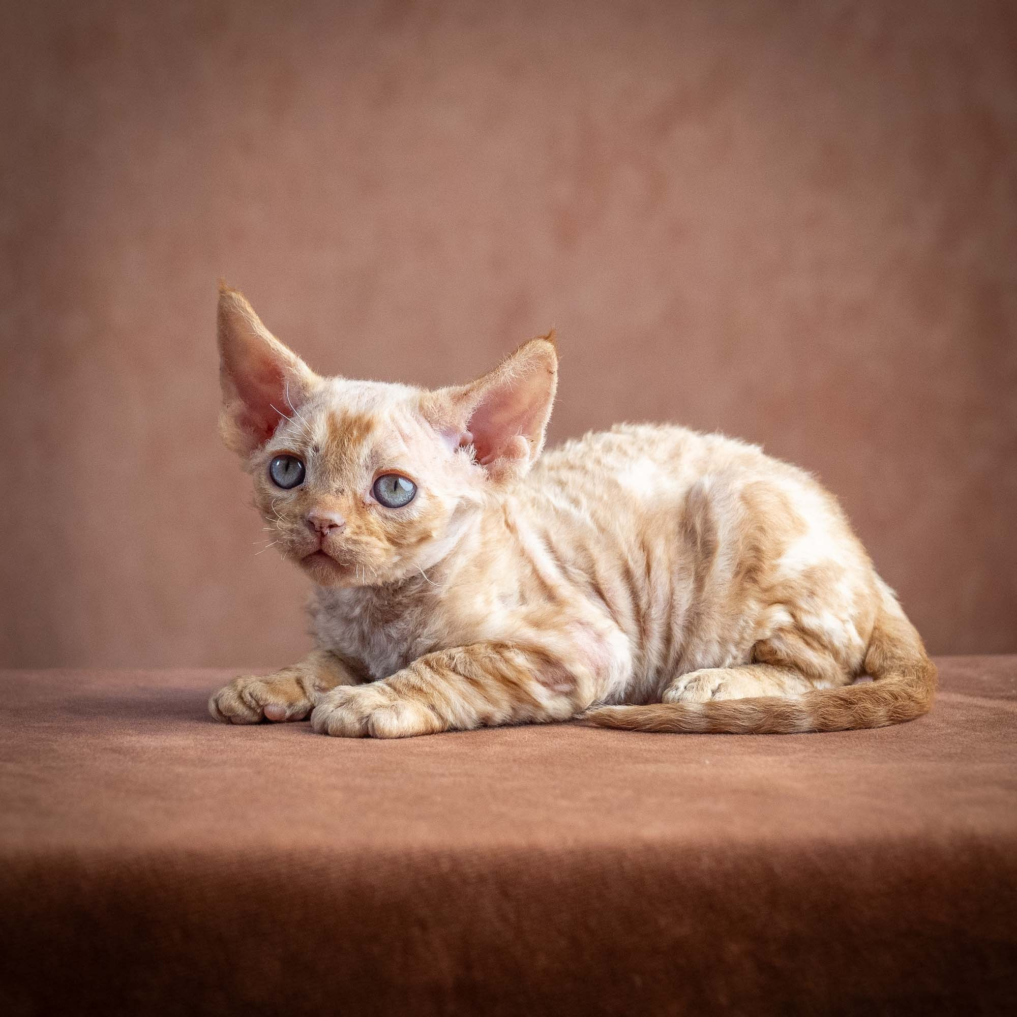 Xan, boy, born on 08.28.2026. Devon Rex Pixie Cattery