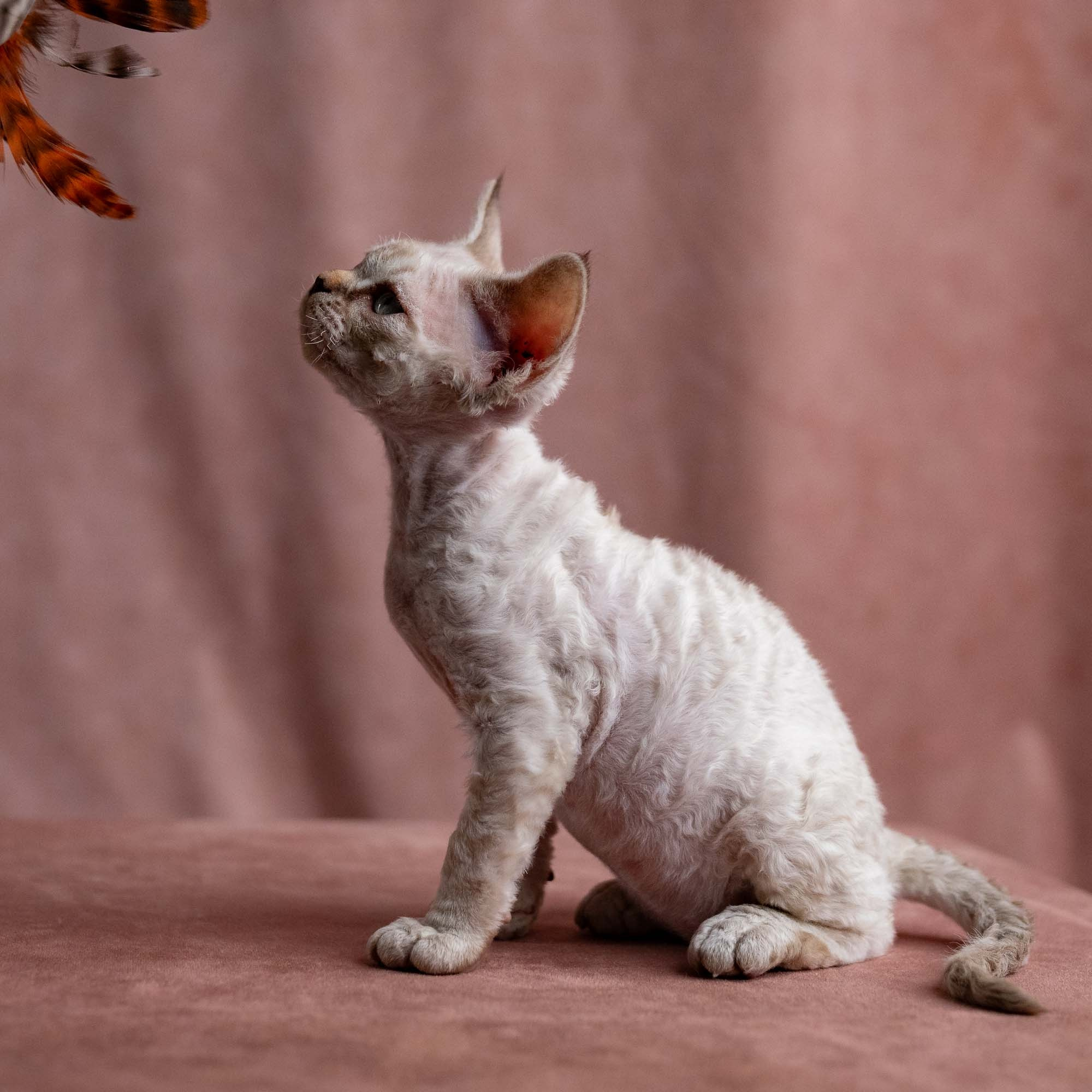 Viggo, boy, born on 08.27.2026. Devon Rex Pixie Cattery