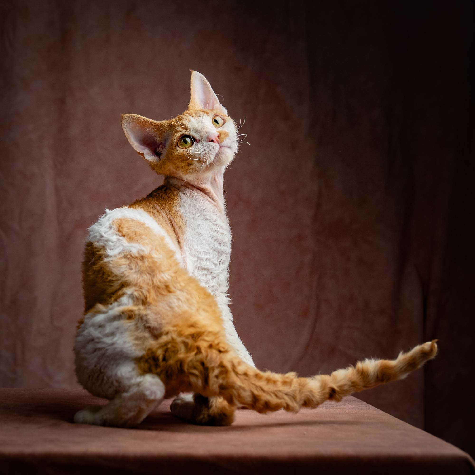 Nika. Devon Rex Pixie Cattery