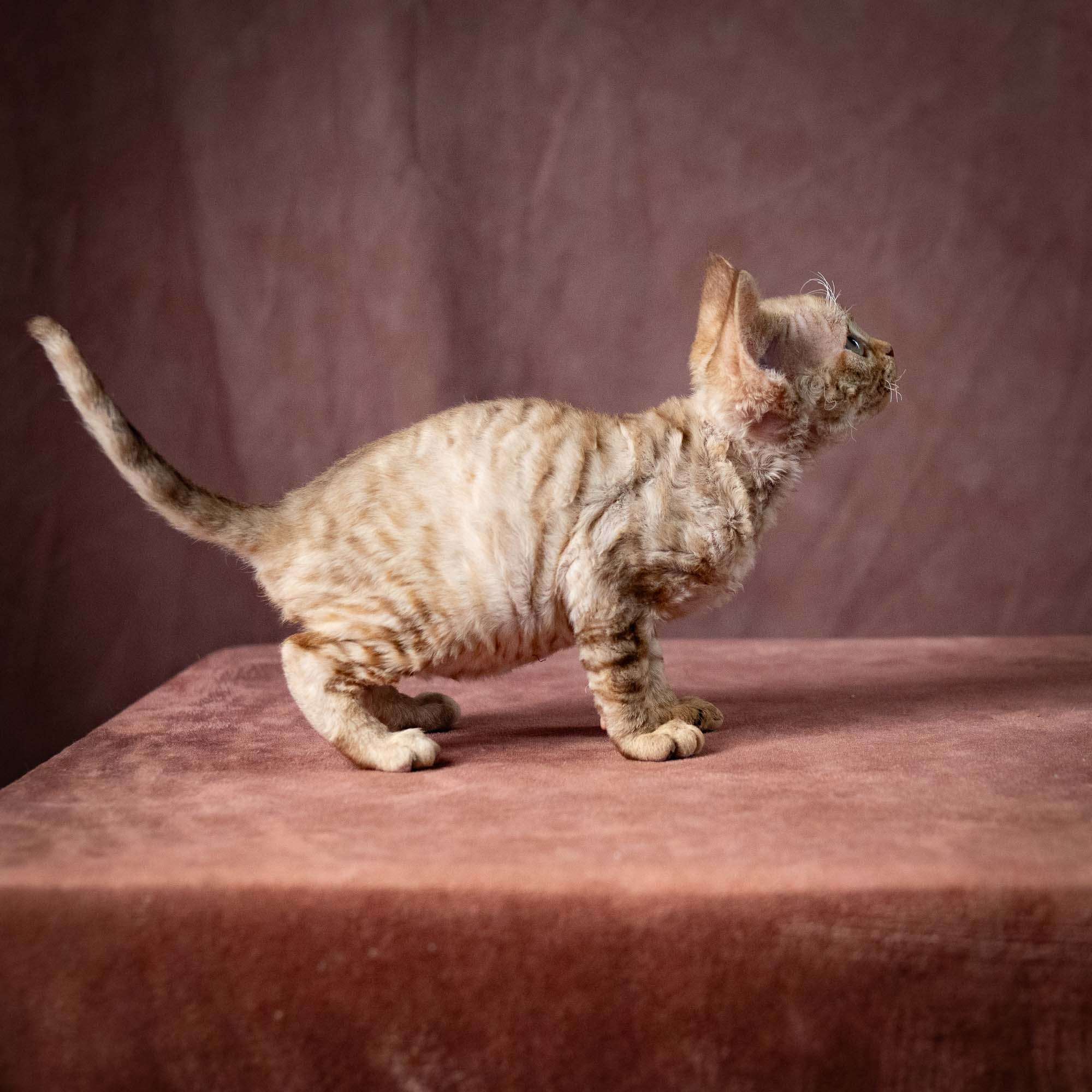 Umi, girl, born 07.19.2026. Devon Rex Pixie Cattery