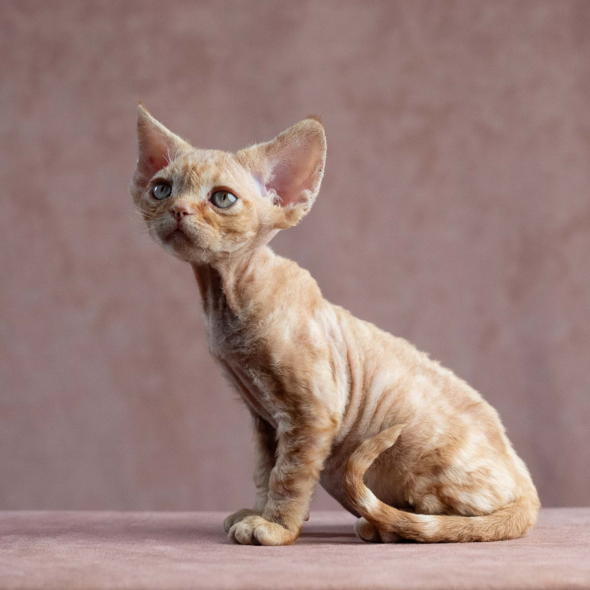 Xander, boy, born on 08.28.2026. Devon Rex Pixie Cattery