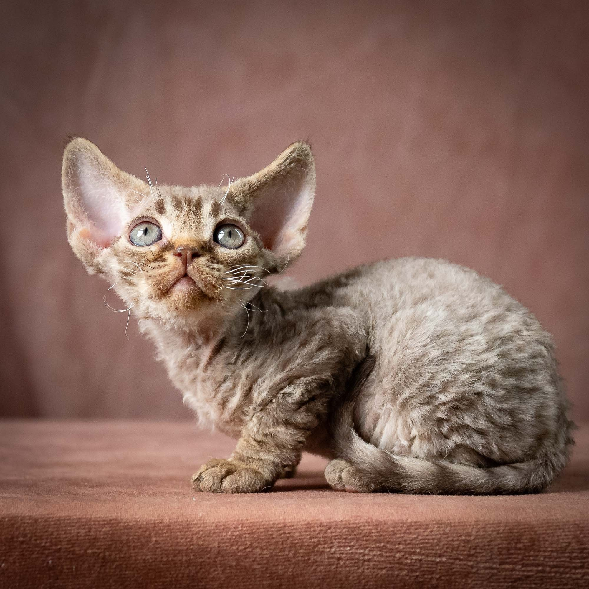 Uri, boy, born 07.19.2026. Devon Rex Pixie Cattery