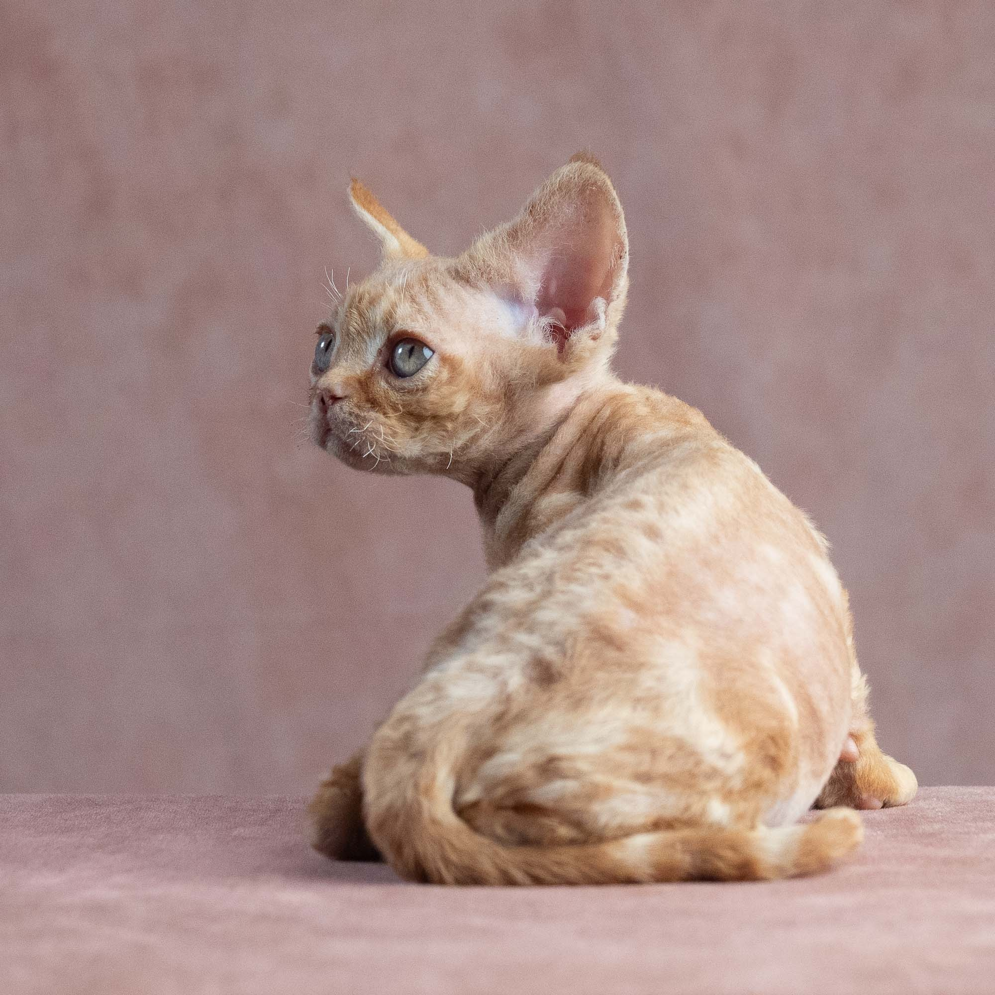 Xander, boy, born on 08.28.2026. Devon Rex Pixie Cattery