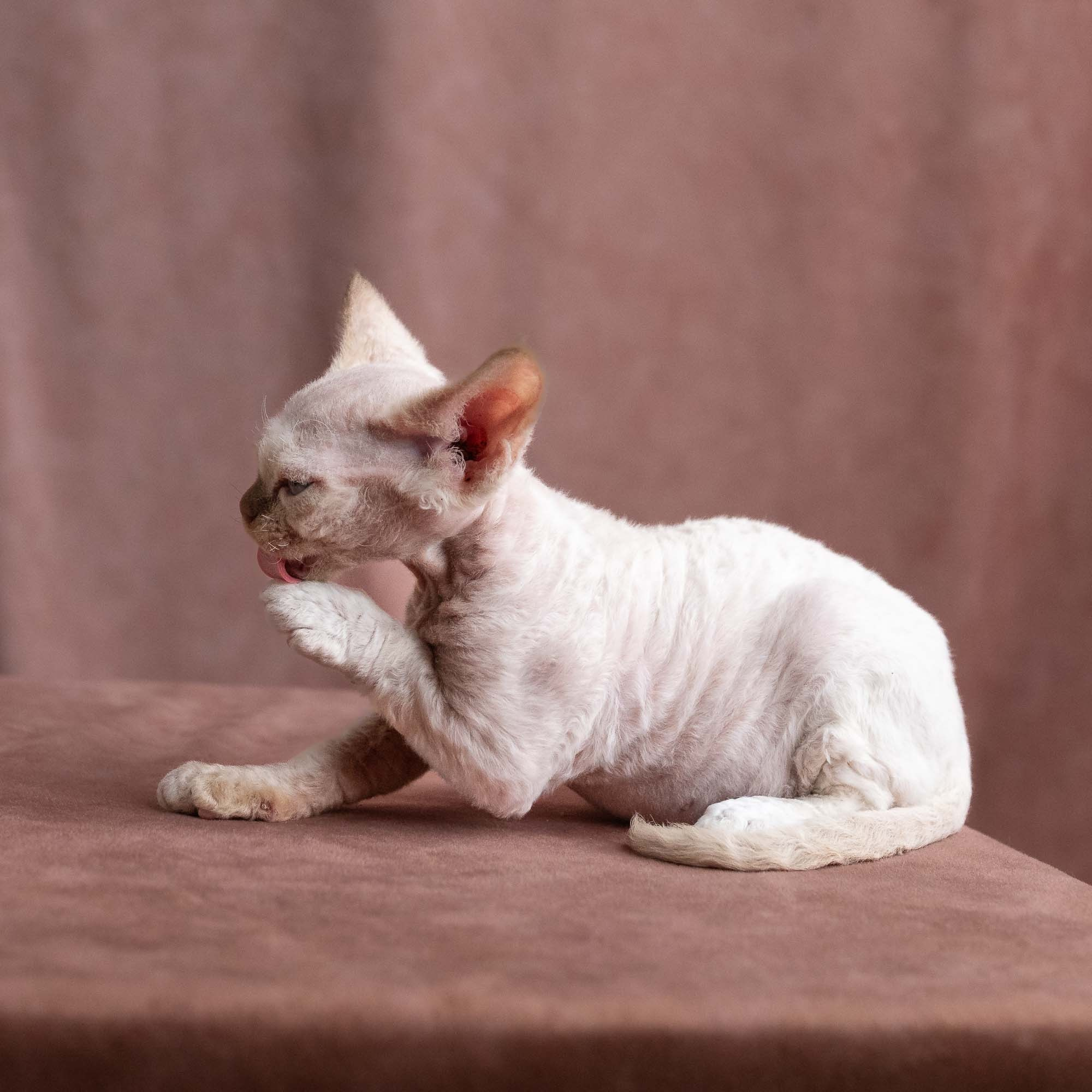 Vince, boy, born on 08.27.2026. Devon Rex Pixie Cattery