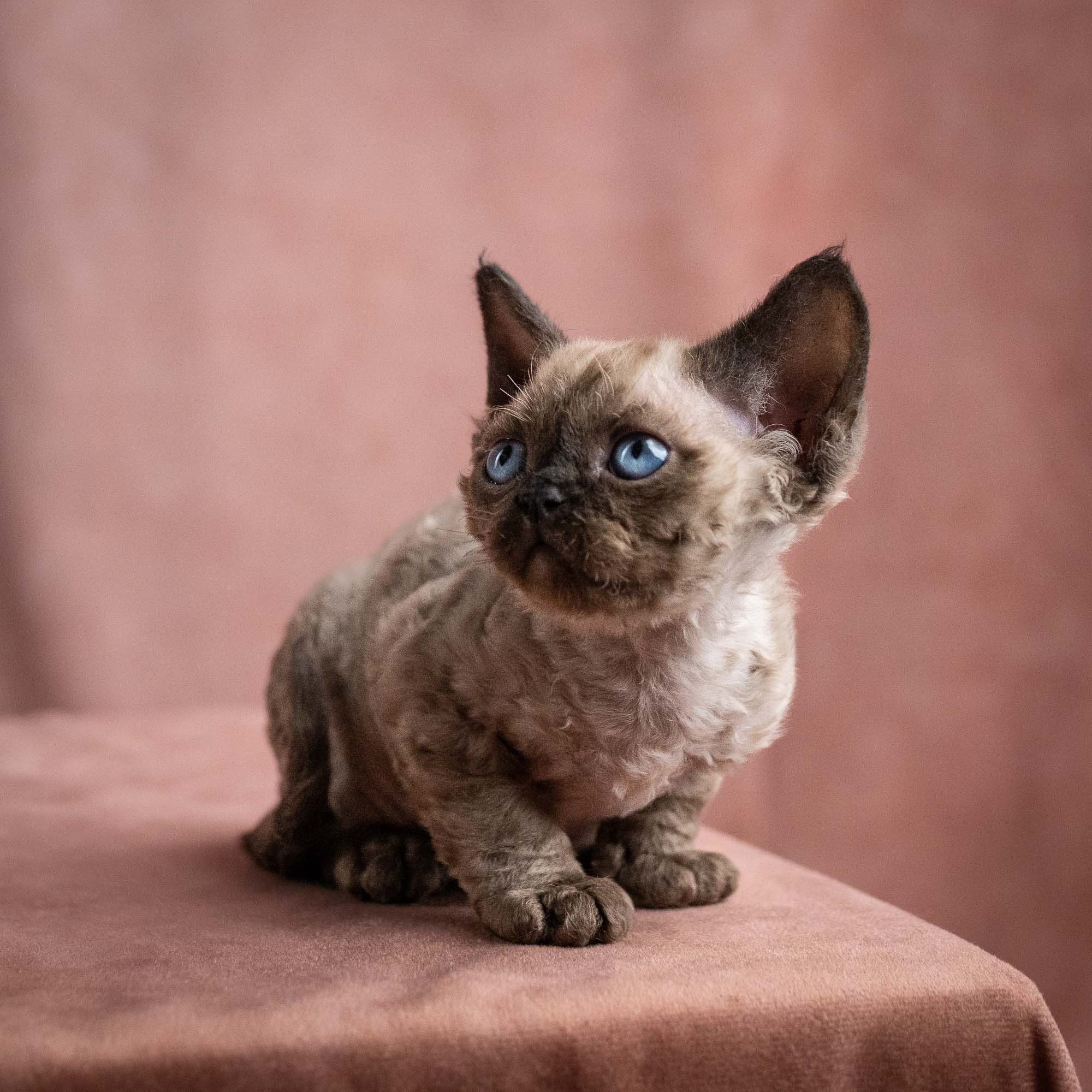 Vinci, boy, born on 08.27.2026. Devon Rex Pixie Cattery