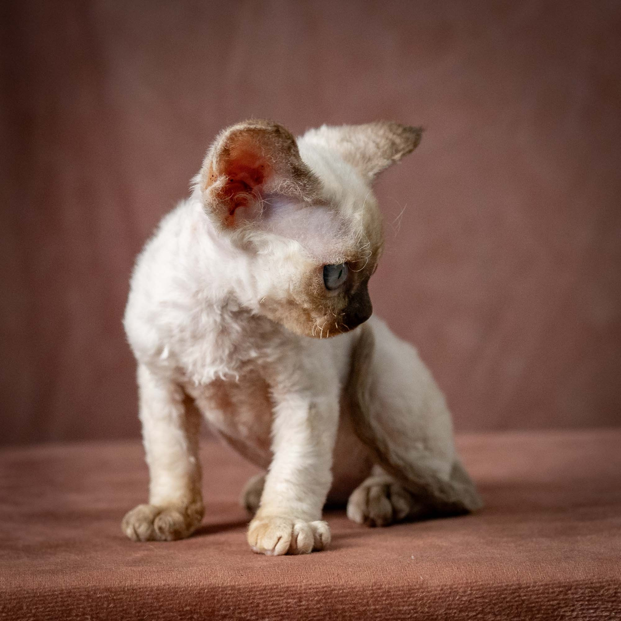 Tessa, girl, born 07.15.2026. Devon Rex Pixie Cattery