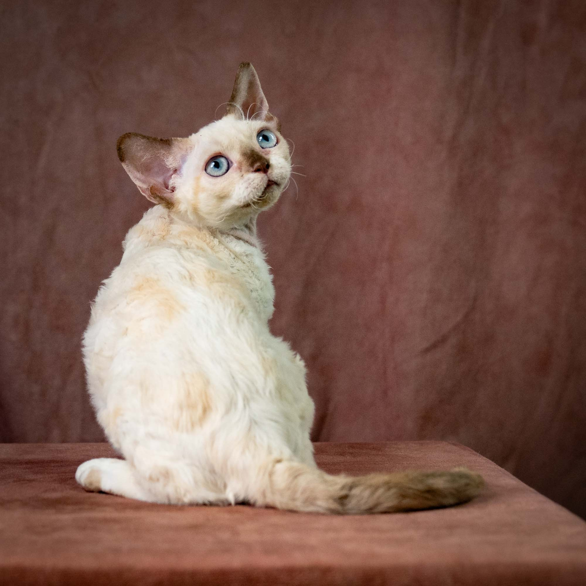 Rosalie,  girl, born 05.08.26. Devon Rex Pixie Cattery