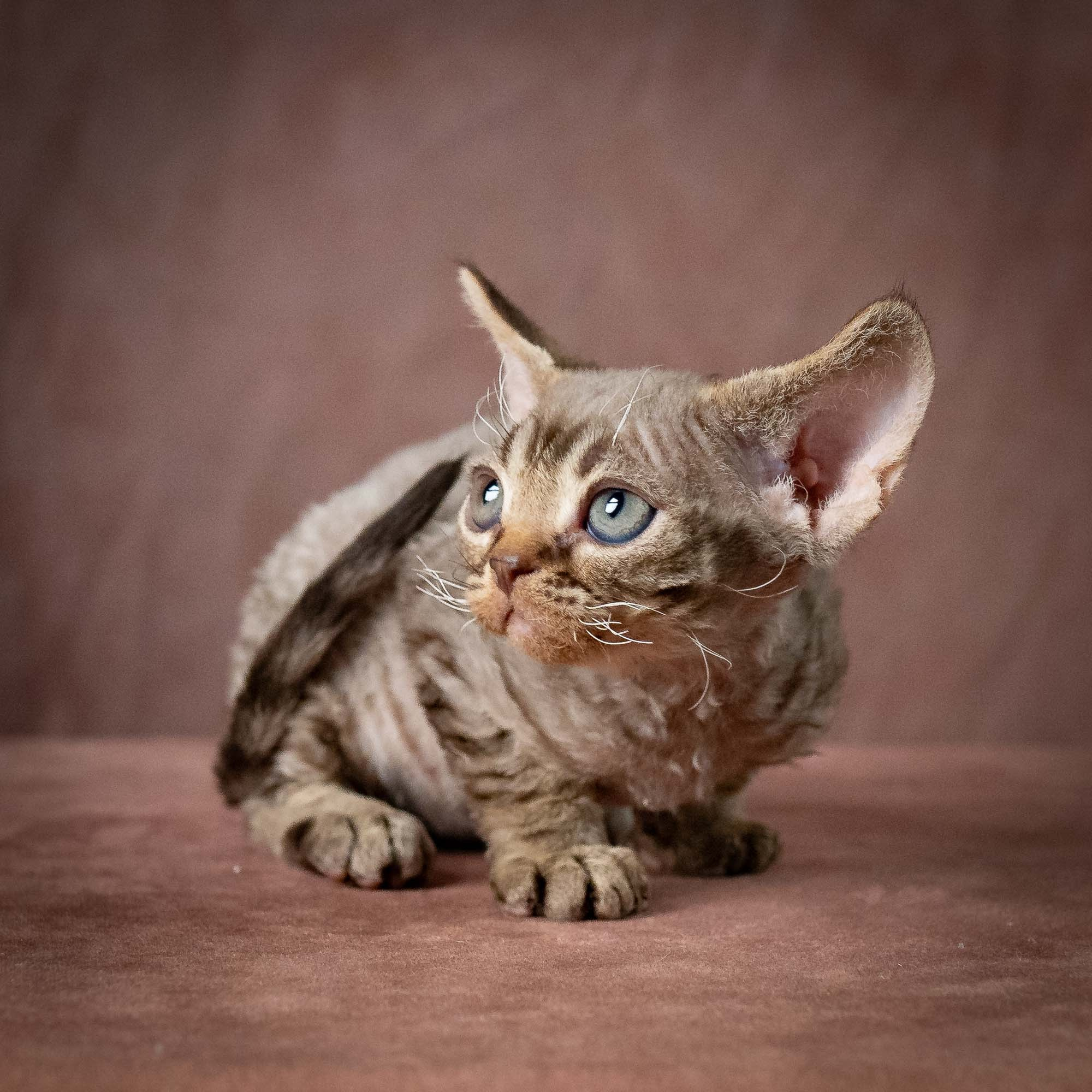 Uri, boy, born 07.19.2026. Devon Rex Pixie Cattery