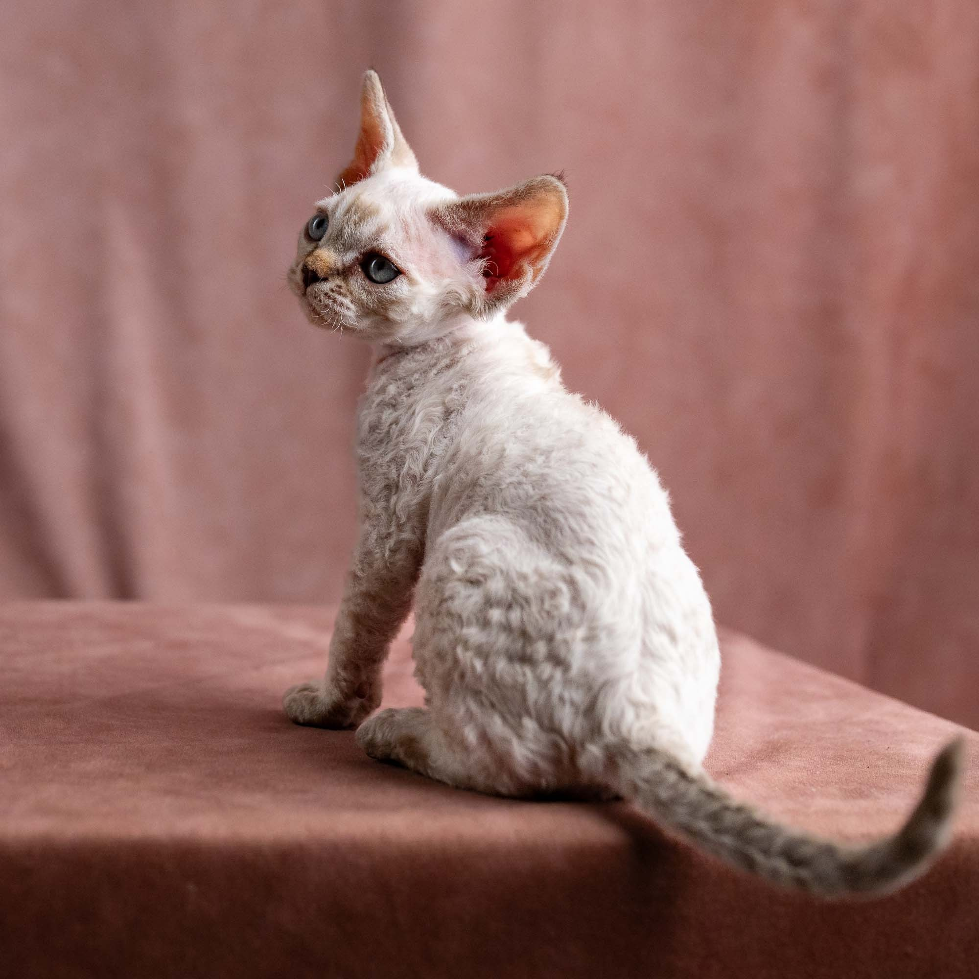 Viggo, boy, born on 08.27.2026. Devon Rex Pixie Cattery